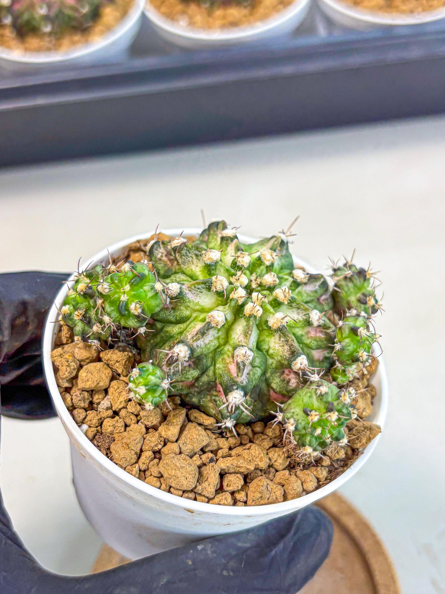 Gymnocalycium T-Rex (gy10) (y7) | Variegated Cactus