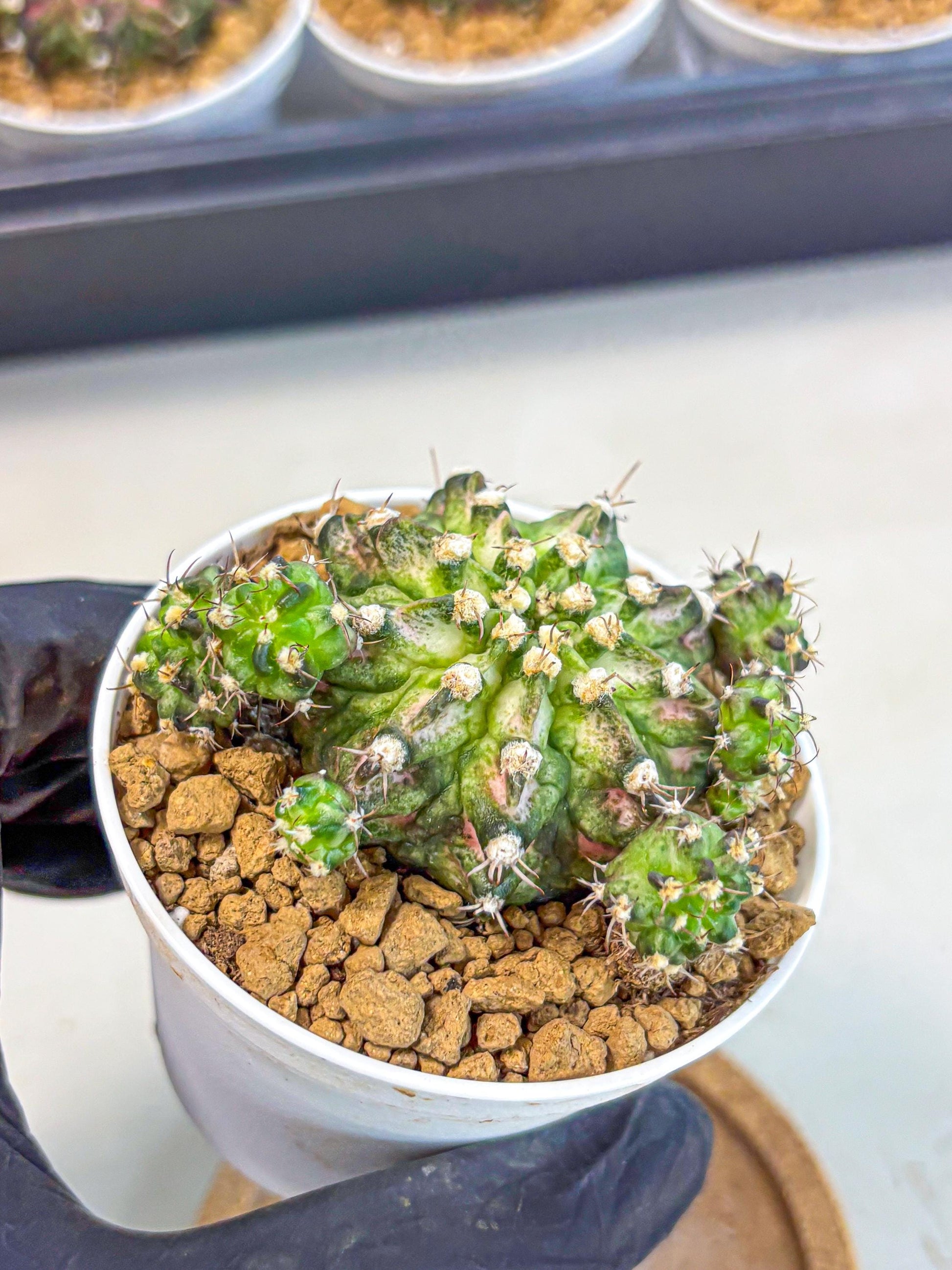 Gymnocalycium T-Rex (gy10) (y7) | Variegated Cactus