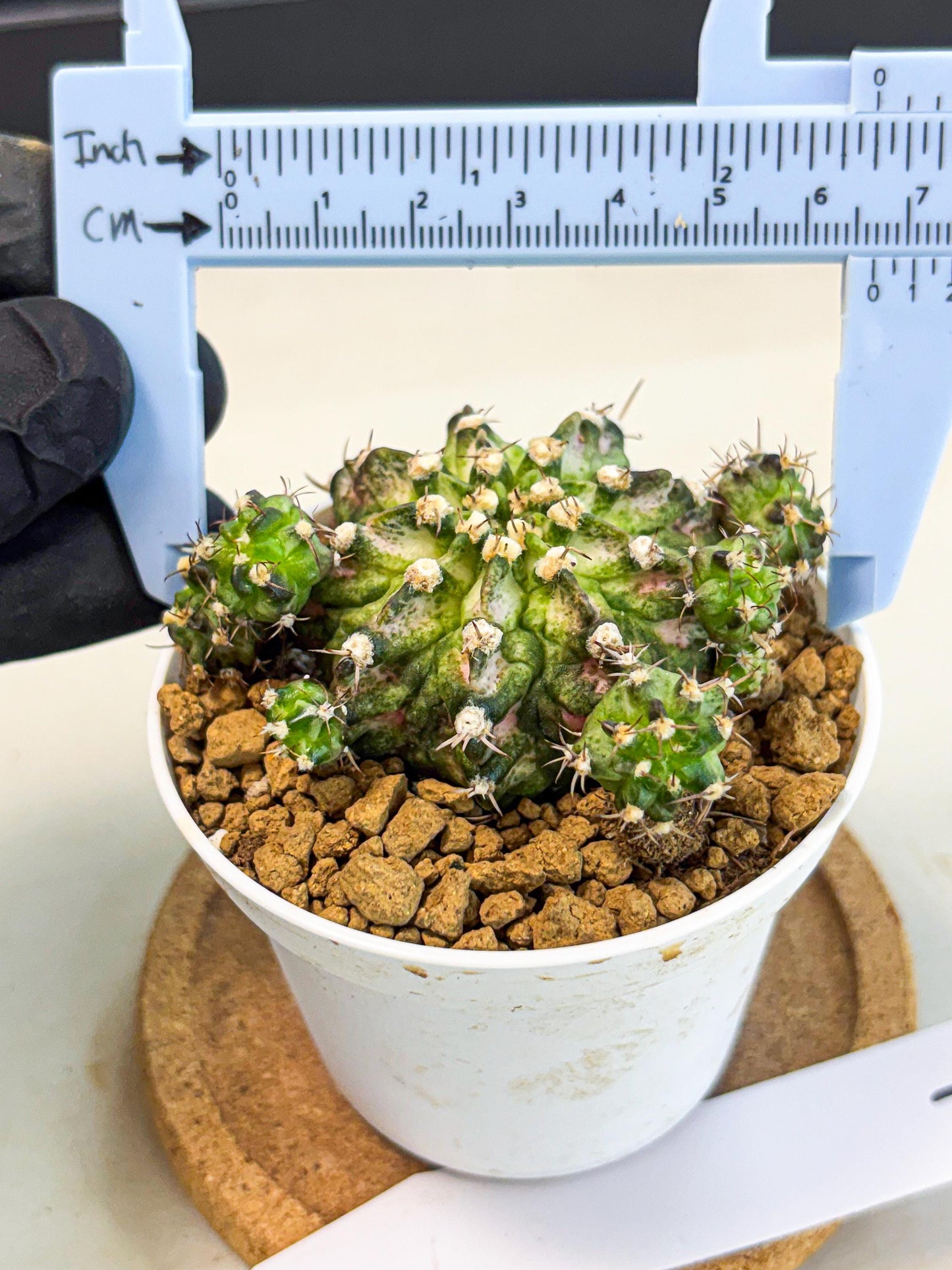 Gymnocalycium T-Rex (gy10) (y7) | Variegated Cactus