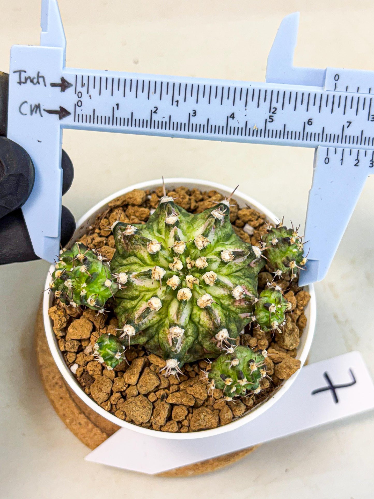 Gymnocalycium T-Rex (gy10) (y7) | Variegated Cactus