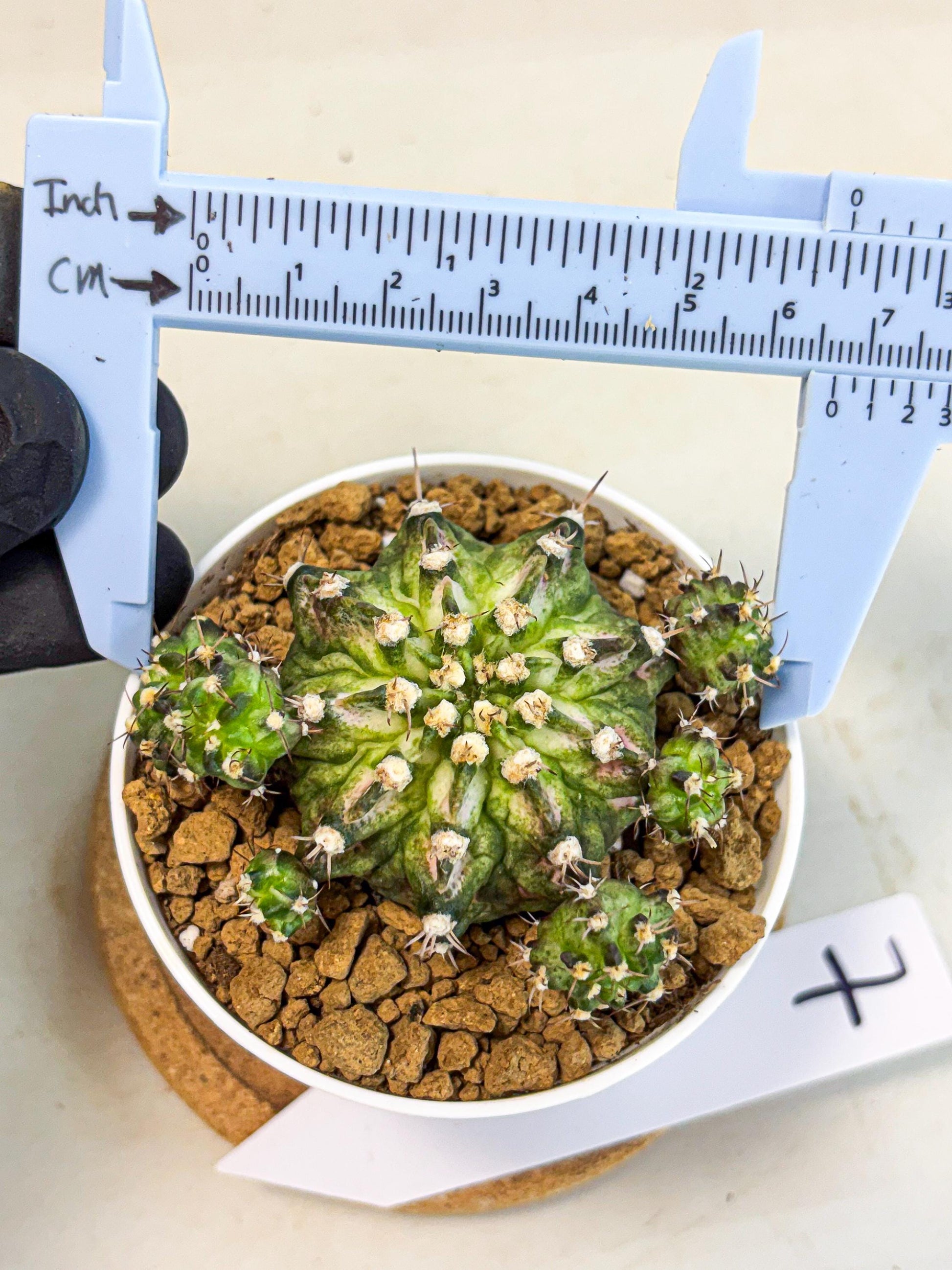 Gymnocalycium T-Rex (gy10) (y7) | Variegated Cactus
