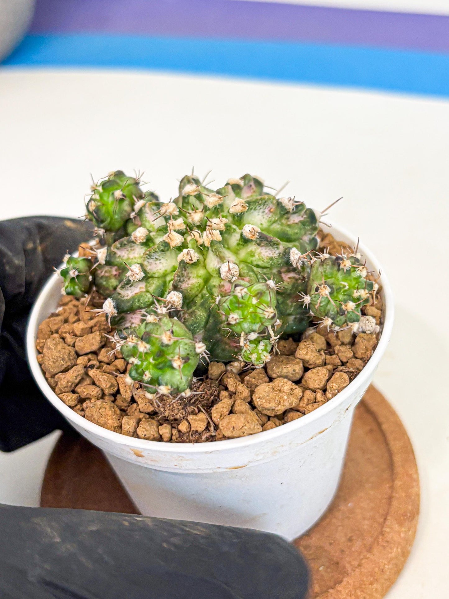 Gymnocalycium T-Rex (gy10) (y7) | Variegated Cactus