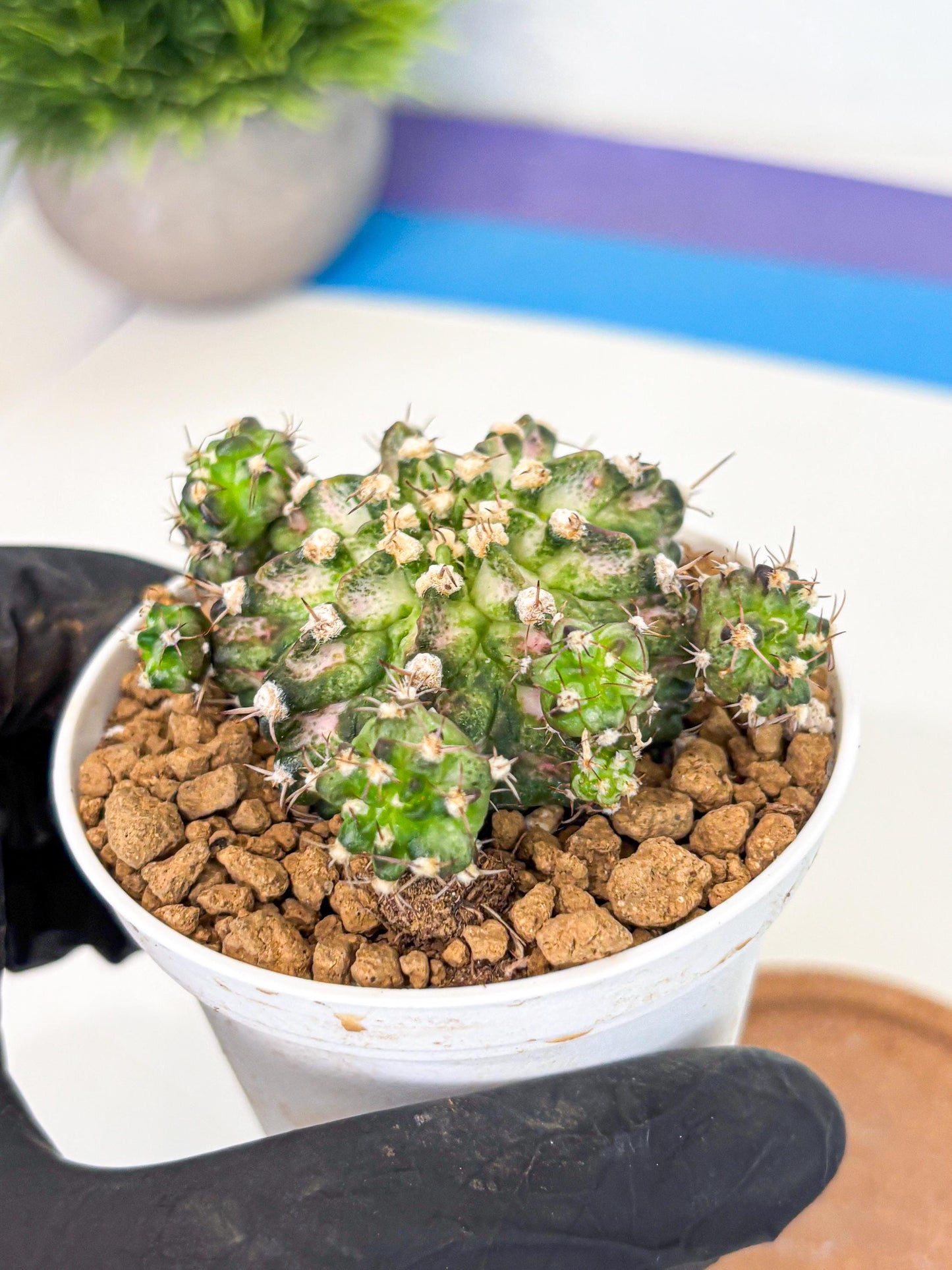 Gymnocalycium T-Rex (gy10) (y7) | Variegated Cactus