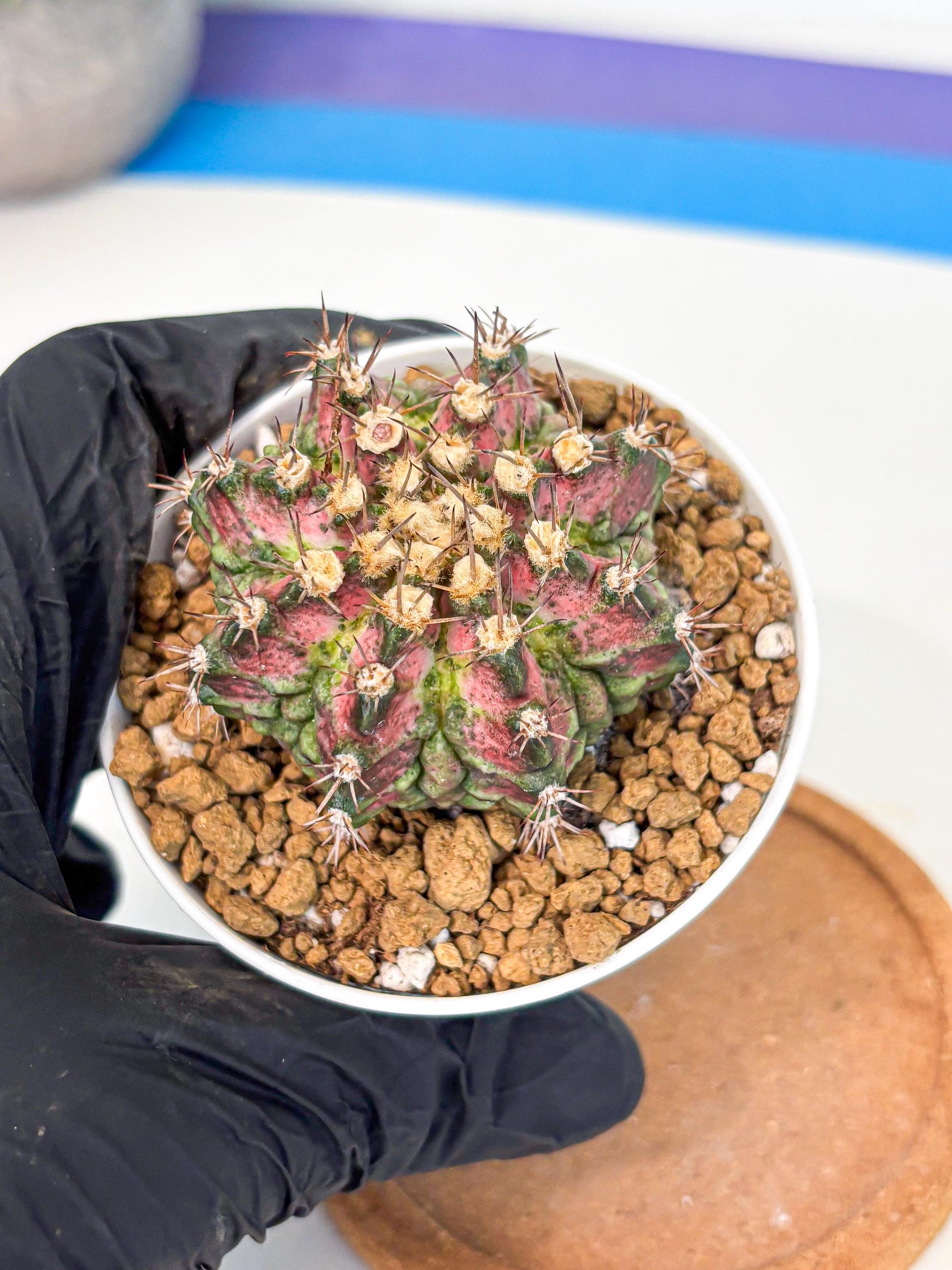 Gymnocalycium T-Rex (gy10) (b1) | Variegated Cactus