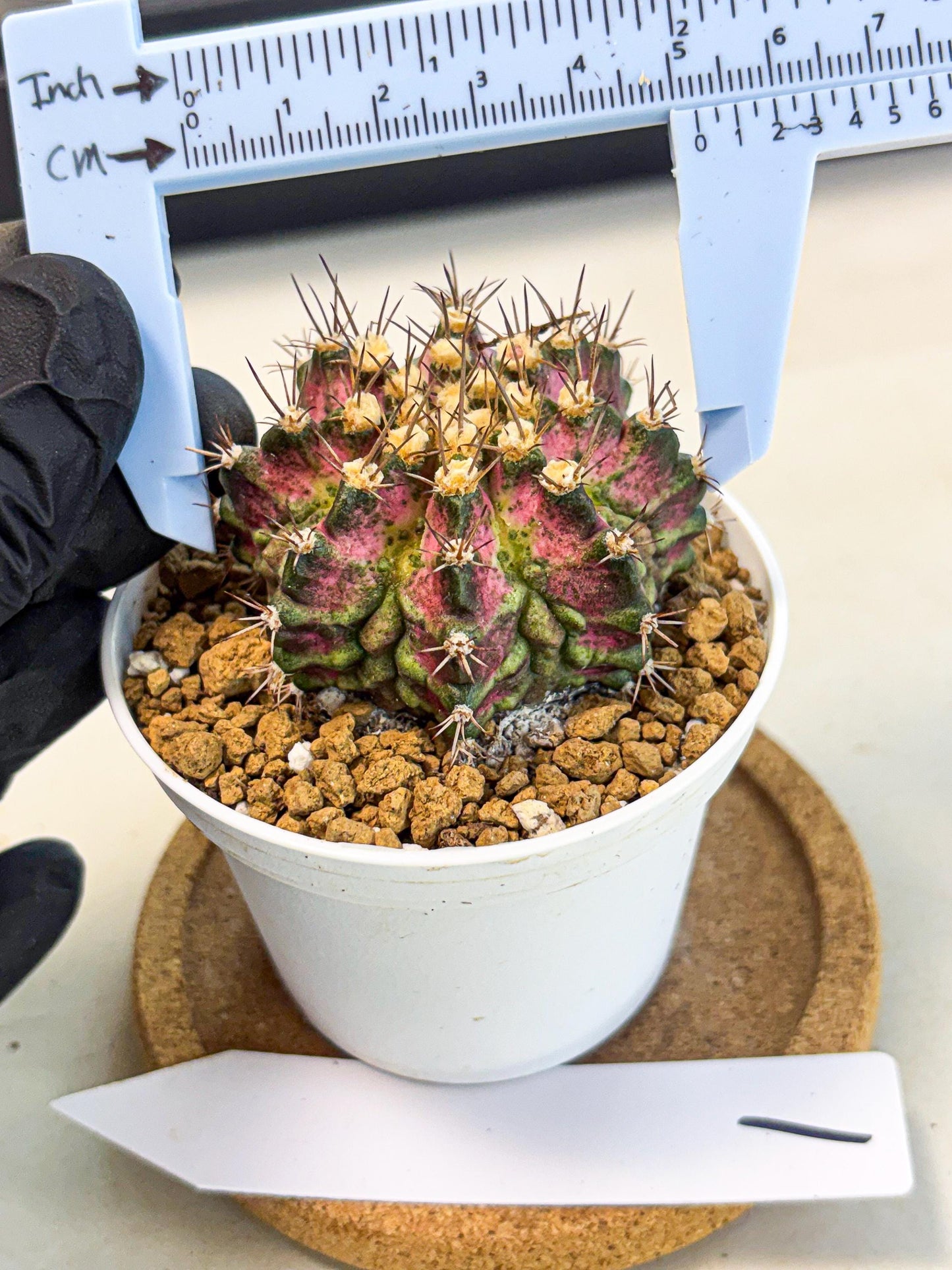 Gymnocalycium T-Rex (gy10) (b1) | Variegated Cactus