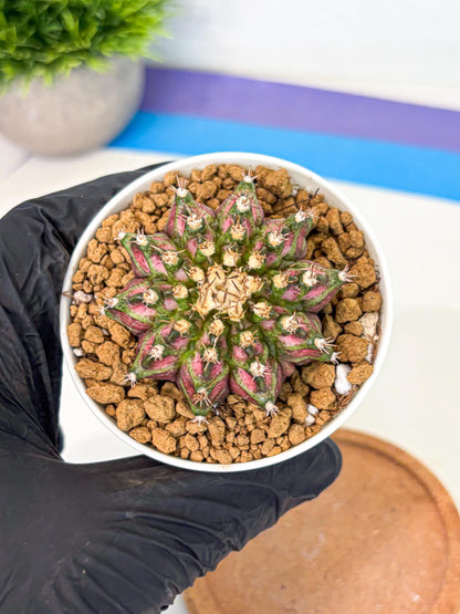 Gymnocalycium T-Rex (gy10) (b2) | Variegated Cactus
