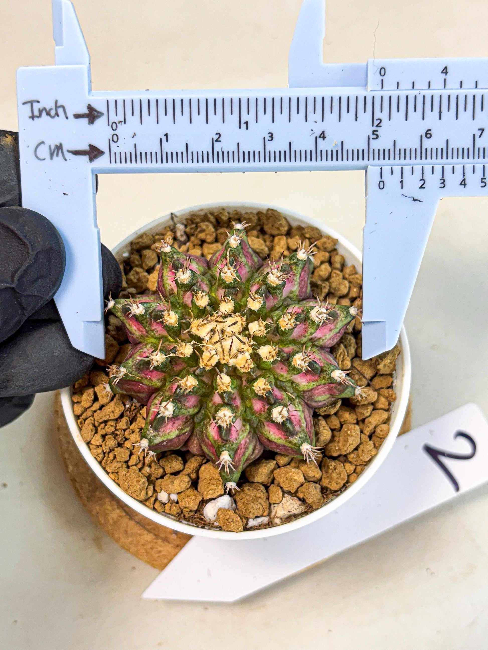 Gymnocalycium T-Rex (gy10) (b2) | Variegated Cactus