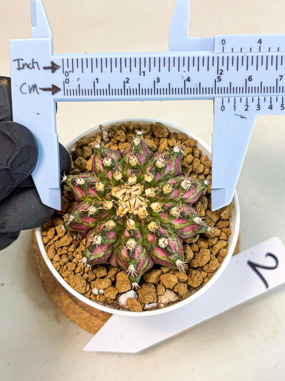 Gymnocalycium T-Rex (gy10) (b2) | Variegated Cactus