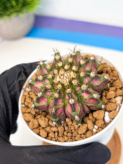 Gymnocalycium T-Rex (gy10) (b2) | Variegated Cactus