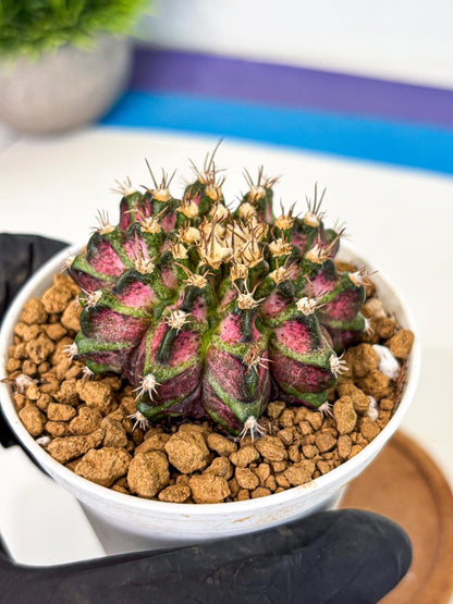 Gymnocalycium T-Rex (gy10) (b2) | Variegated Cactus