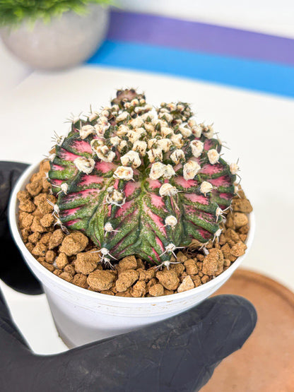 Gymnocalycium T-Rex (gy10) (b4) | Variegated Cactus