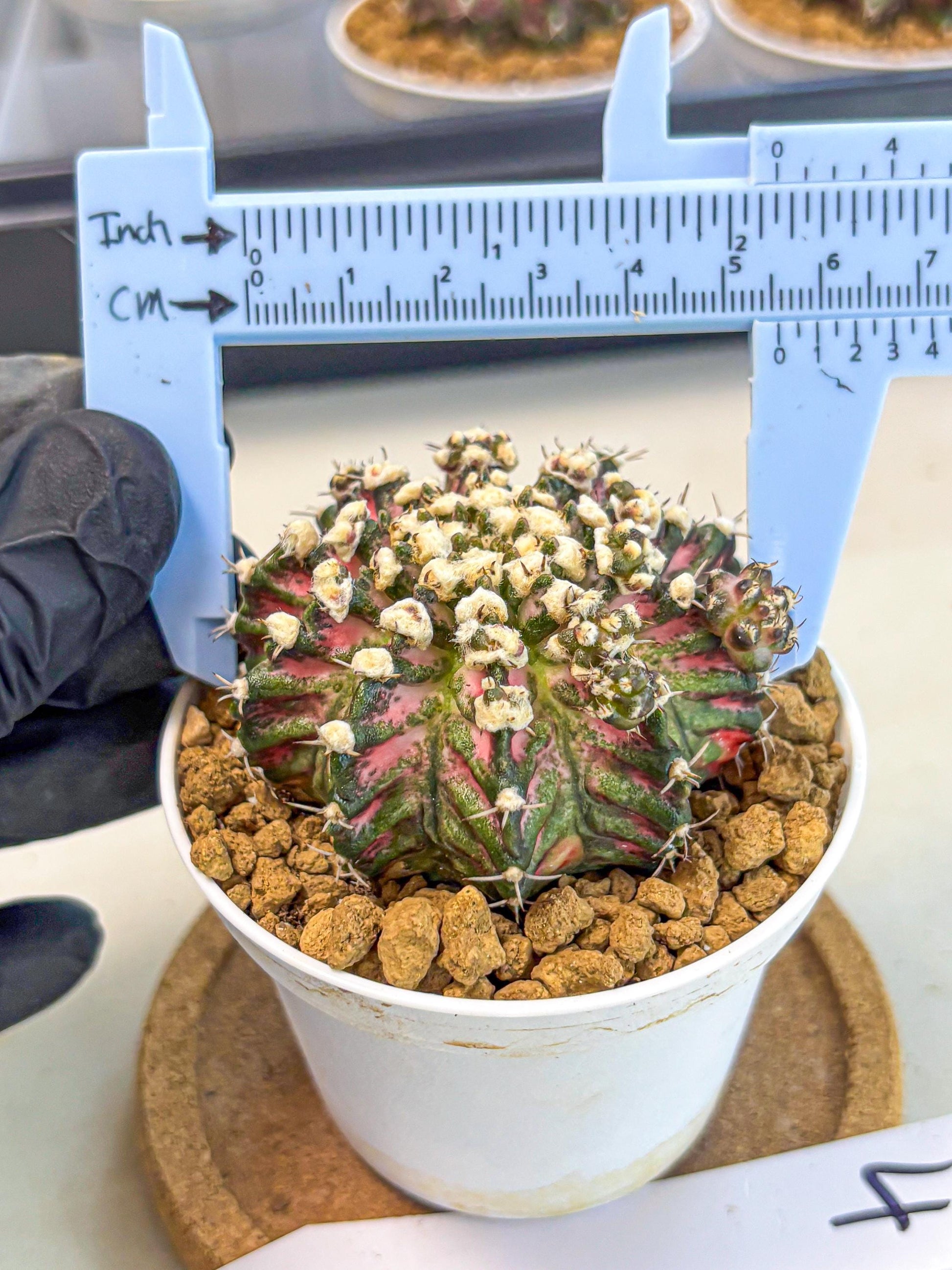 Gymnocalycium T-Rex (gy10) (b4) | Variegated Cactus