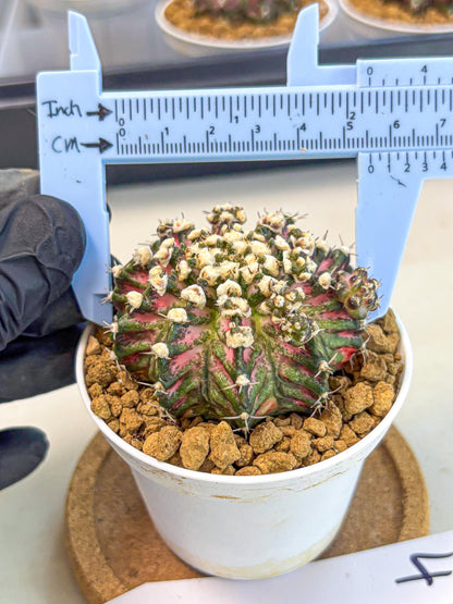 Gymnocalycium T-Rex (gy10) (b4) | Variegated Cactus