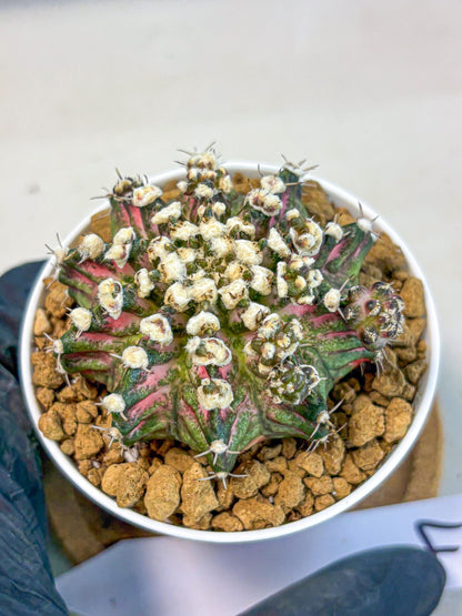 Gymnocalycium T-Rex (gy10) (b4) | Variegated Cactus