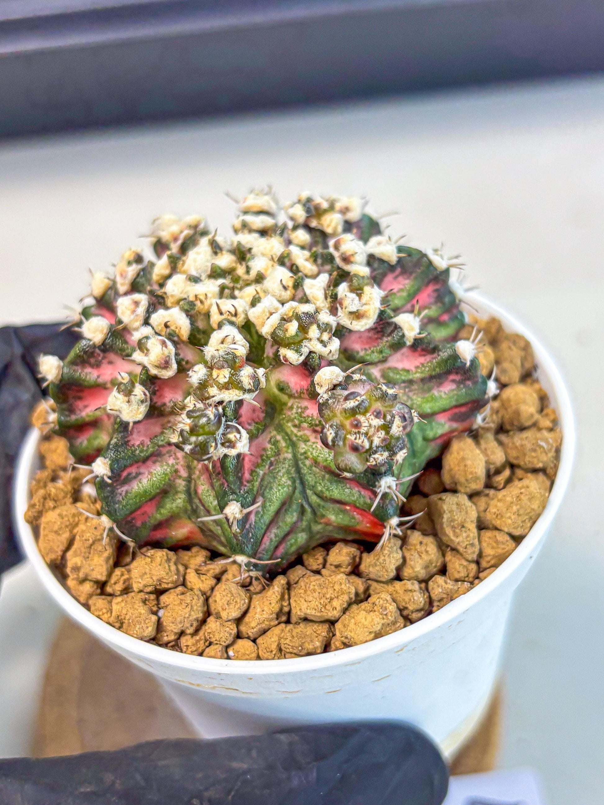 Gymnocalycium T-Rex (gy10) (b4) | Variegated Cactus