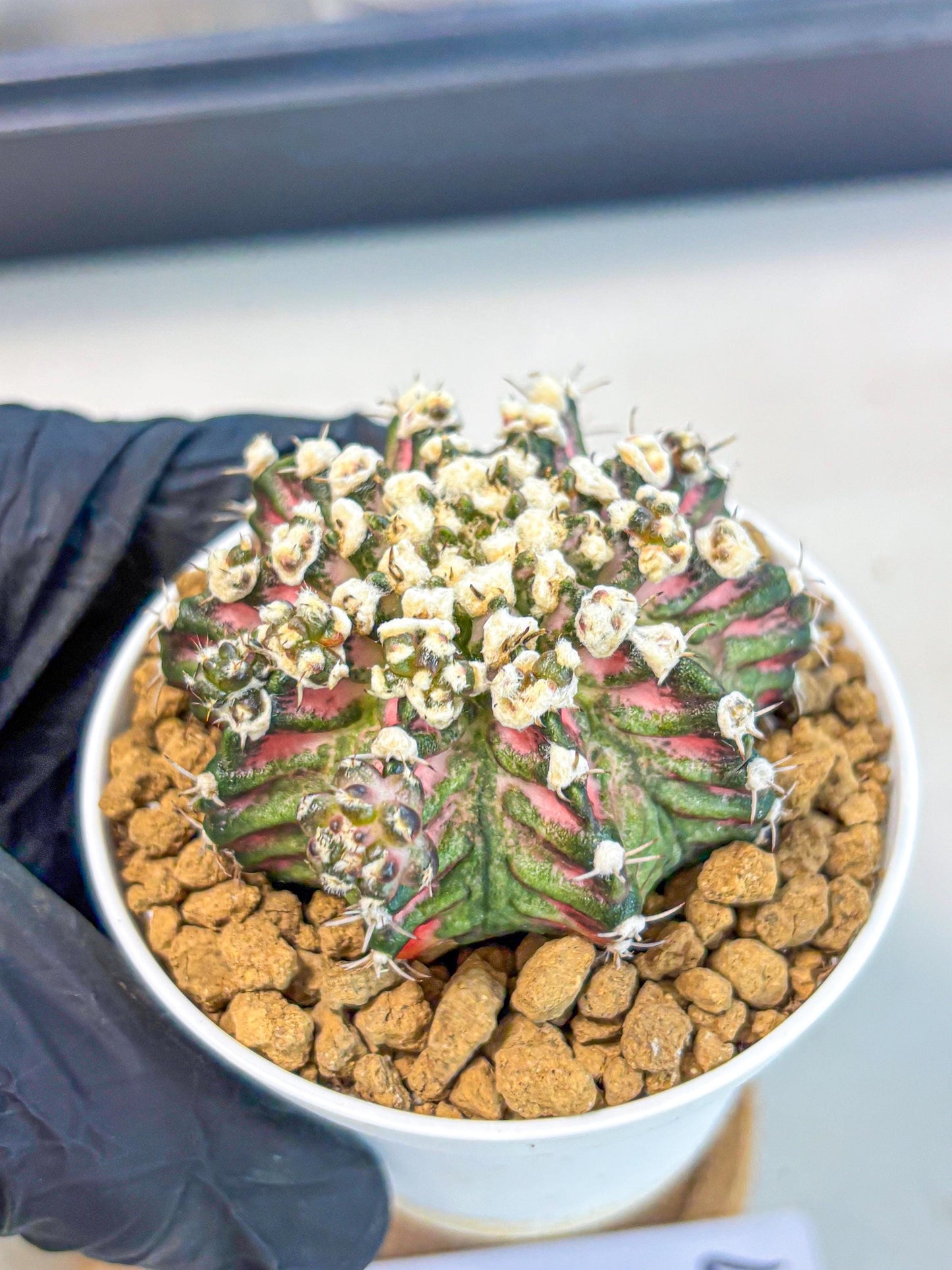 Gymnocalycium T-Rex (gy10) (b4) | Variegated Cactus