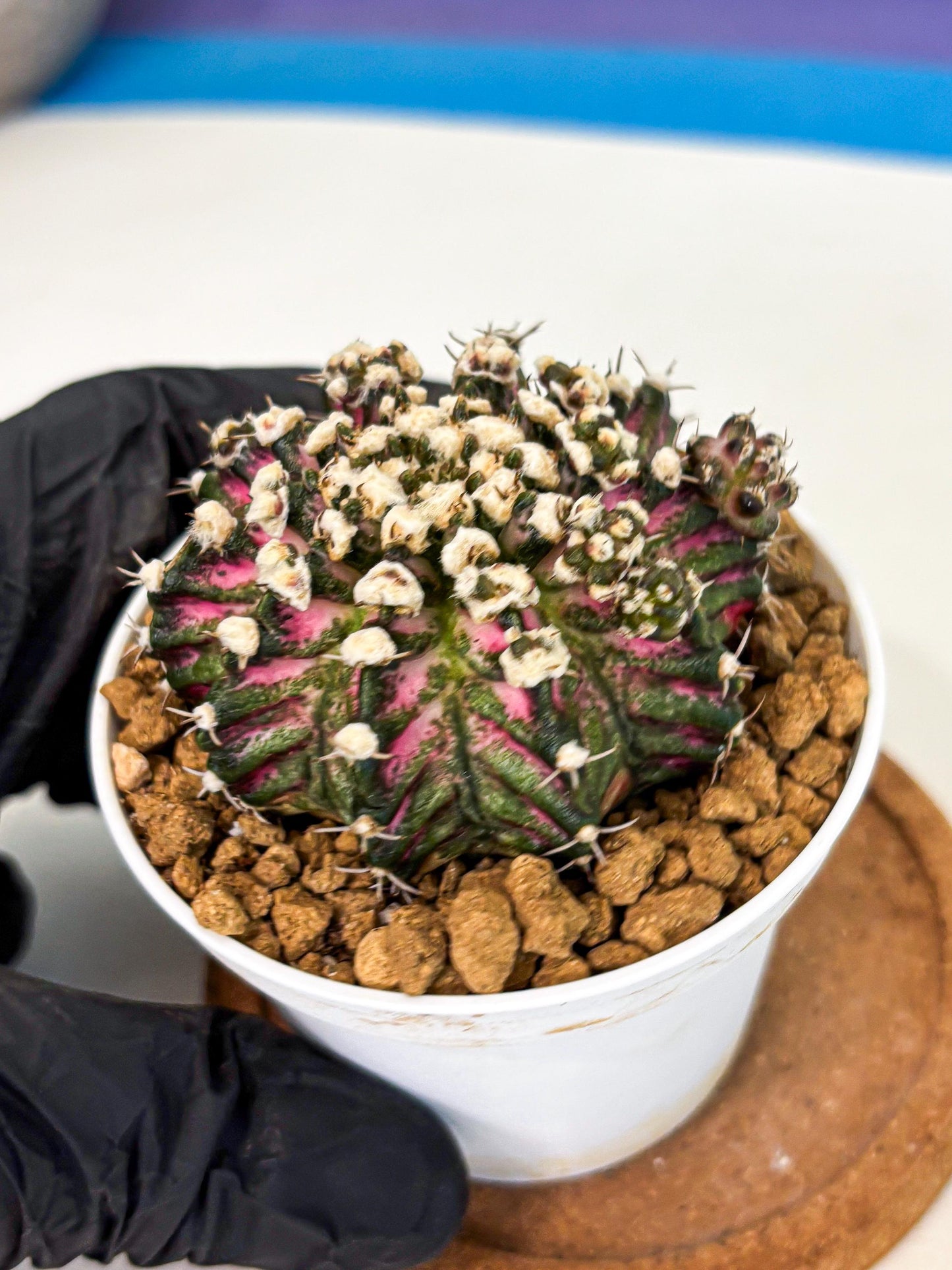Gymnocalycium T-Rex (gy10) (b4) | Variegated Cactus