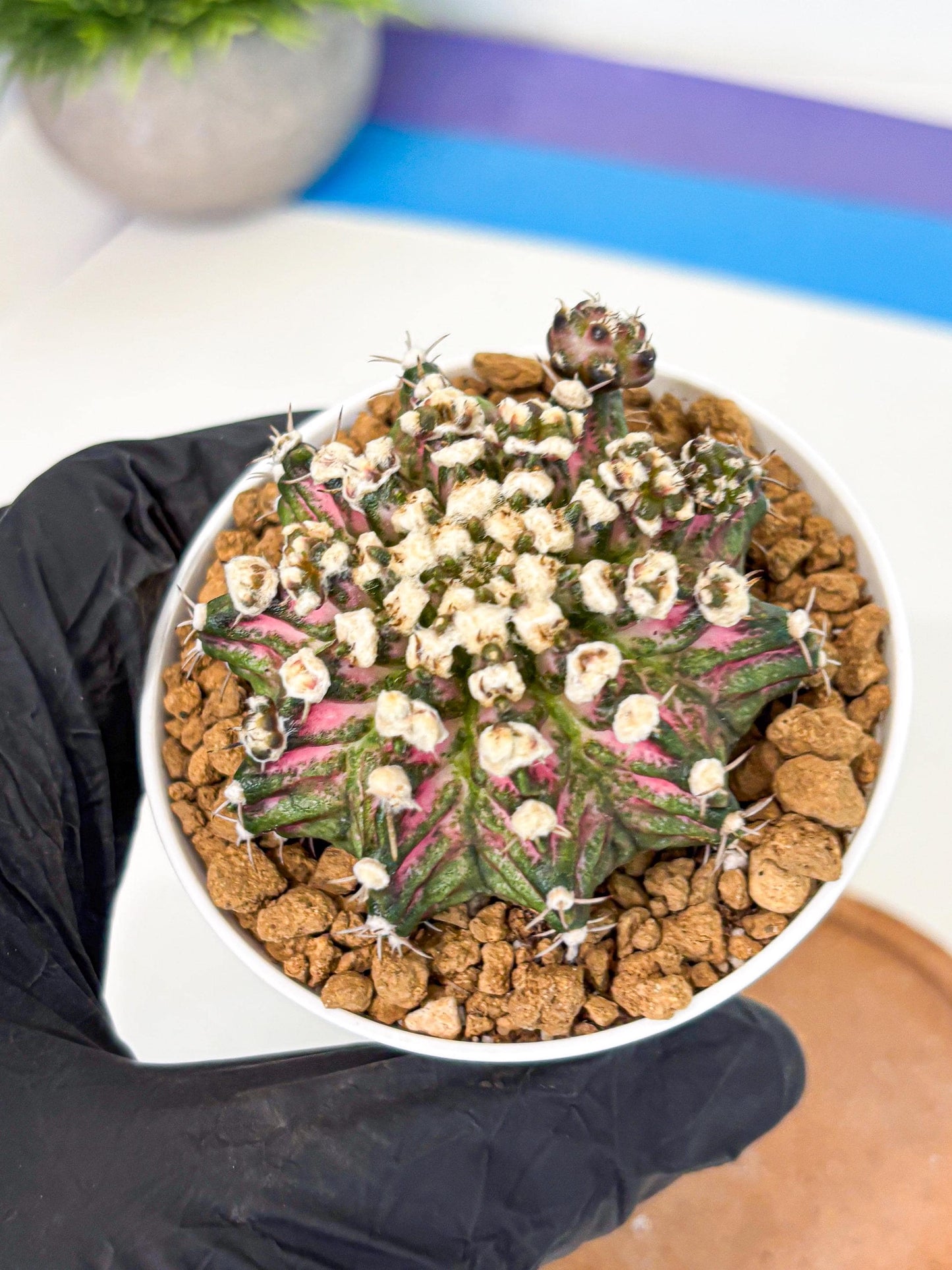 Gymnocalycium T-Rex (gy10) (b4) | Variegated Cactus