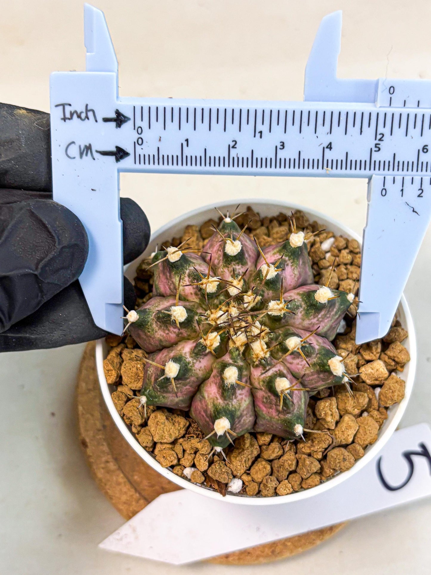 Gymnocalycium T-Rex (gy10) (b5) | Variegated Cactus