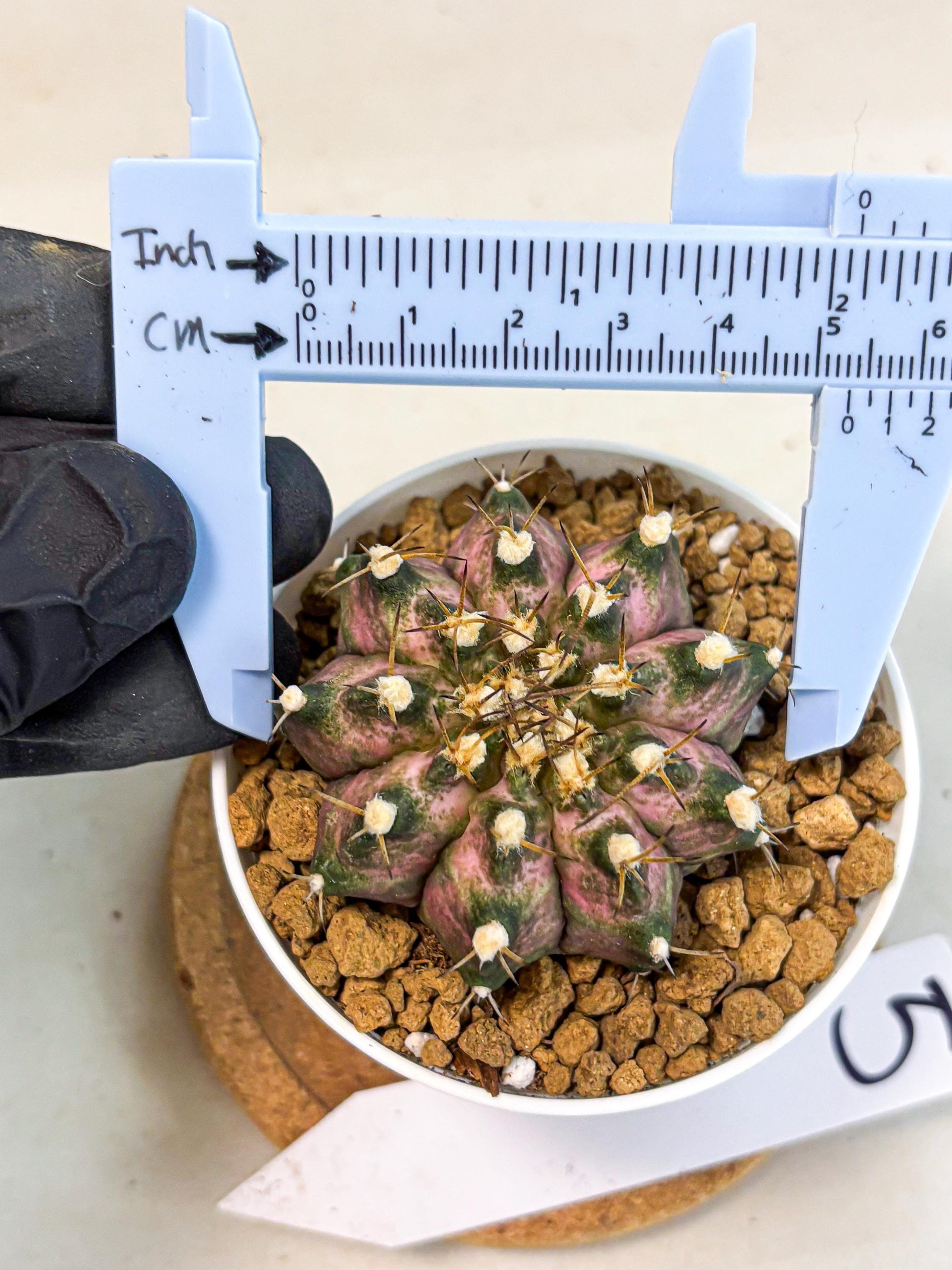 Gymnocalycium T-Rex (gy10) (b5) | Variegated Cactus