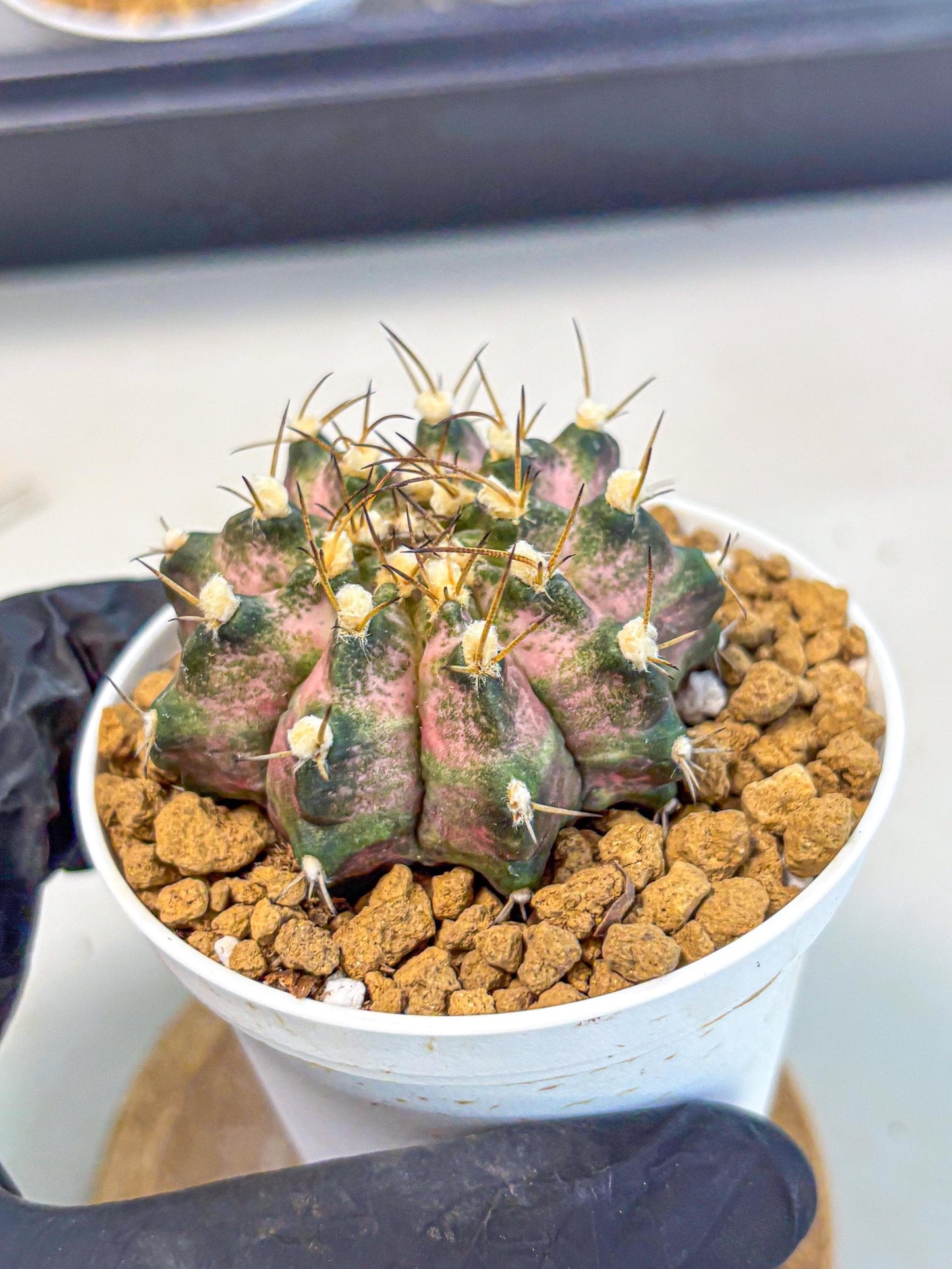 Gymnocalycium T-Rex (gy10) (b5) | Variegated Cactus