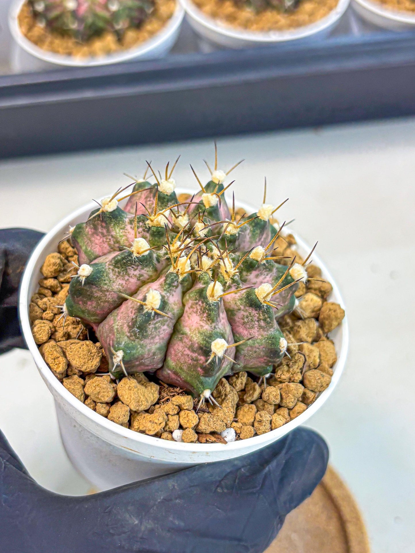 Gymnocalycium T-Rex (gy10) (b5) | Variegated Cactus