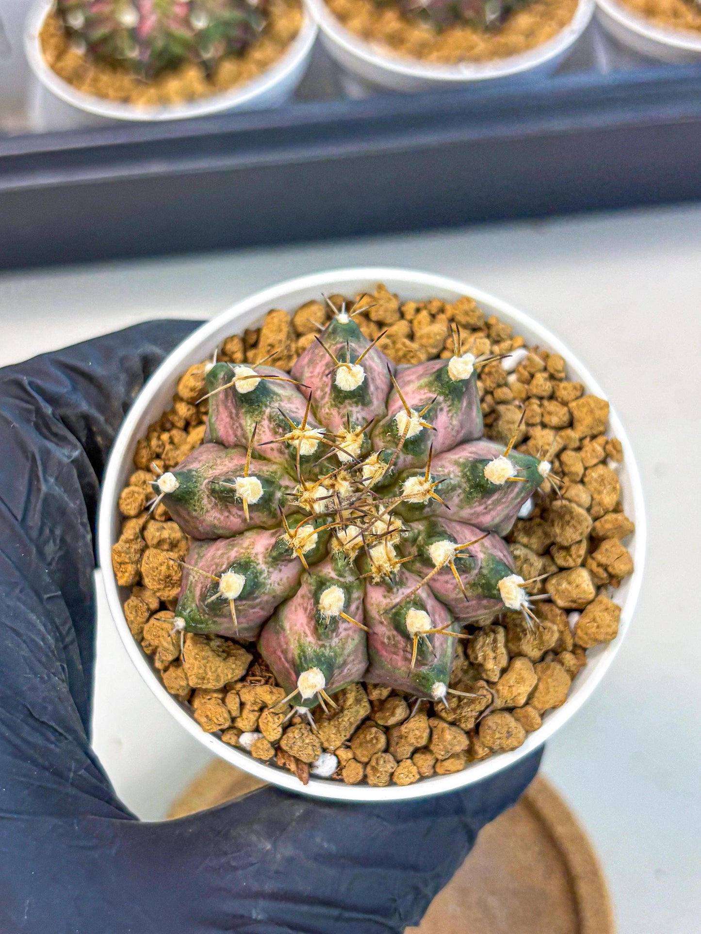Gymnocalycium T-Rex (gy10) (b5) | Variegated Cactus