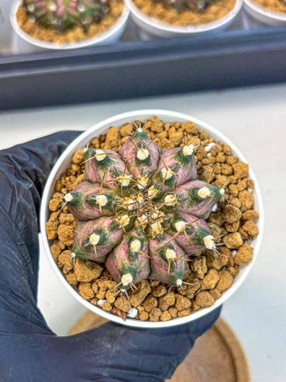 Gymnocalycium T-Rex (gy10) (b5) | Variegated Cactus