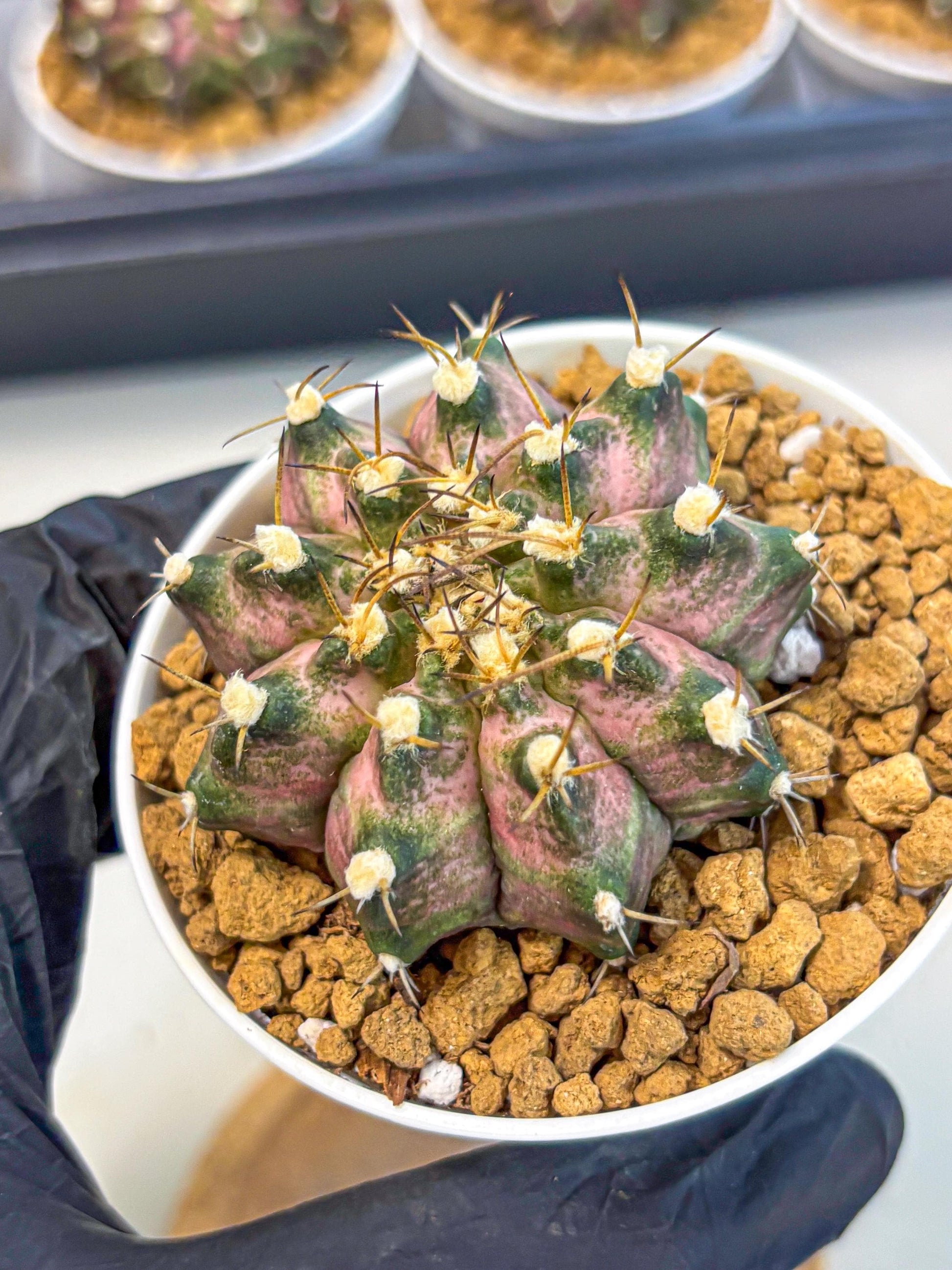 Gymnocalycium T-Rex (gy10) (b5) | Variegated Cactus
