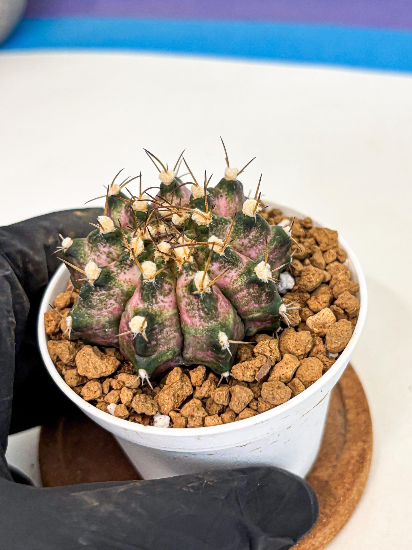Gymnocalycium T-Rex (gy10) (b5) | Variegated Cactus