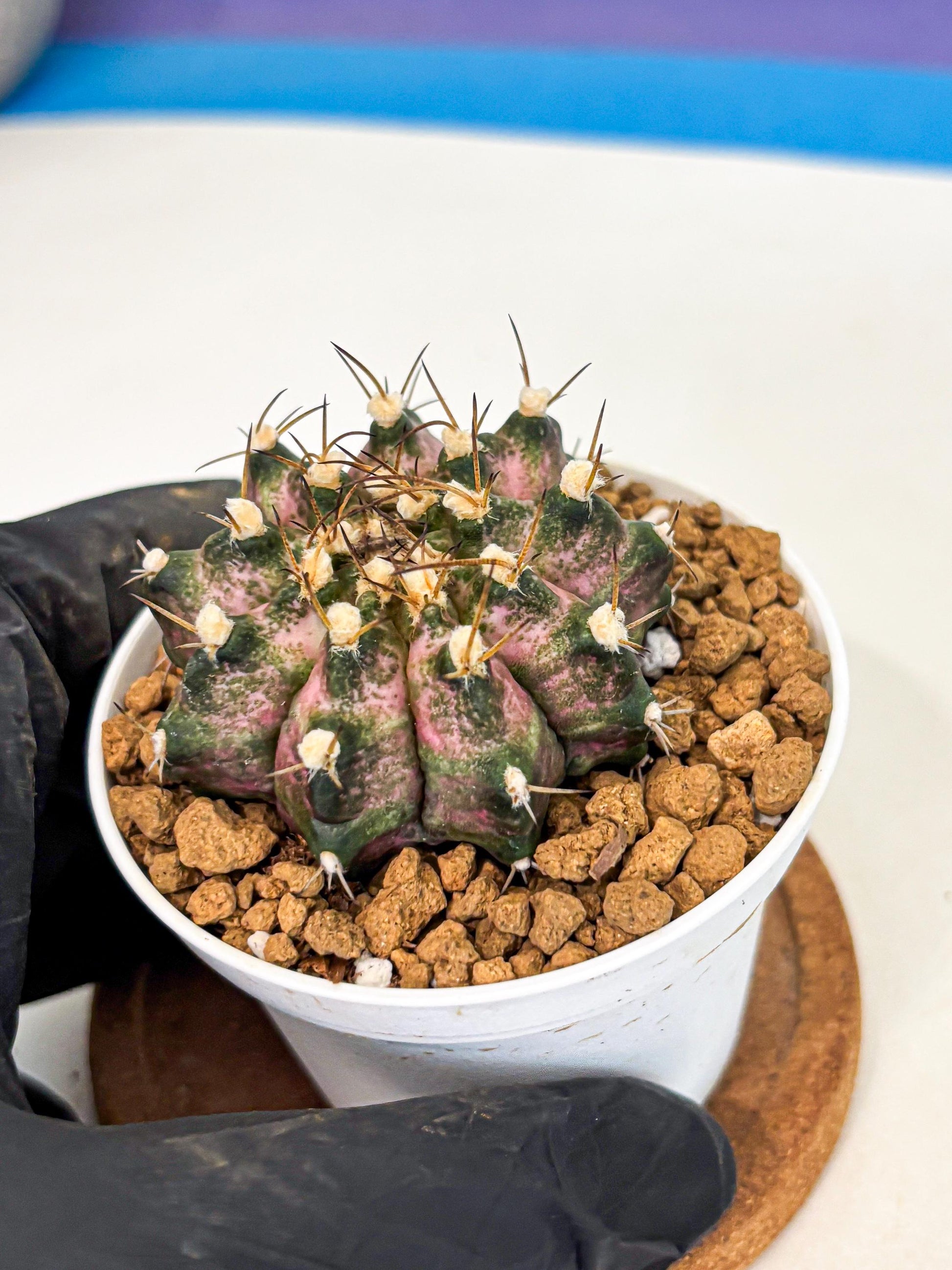 Gymnocalycium T-Rex (gy10) (b5) | Variegated Cactus