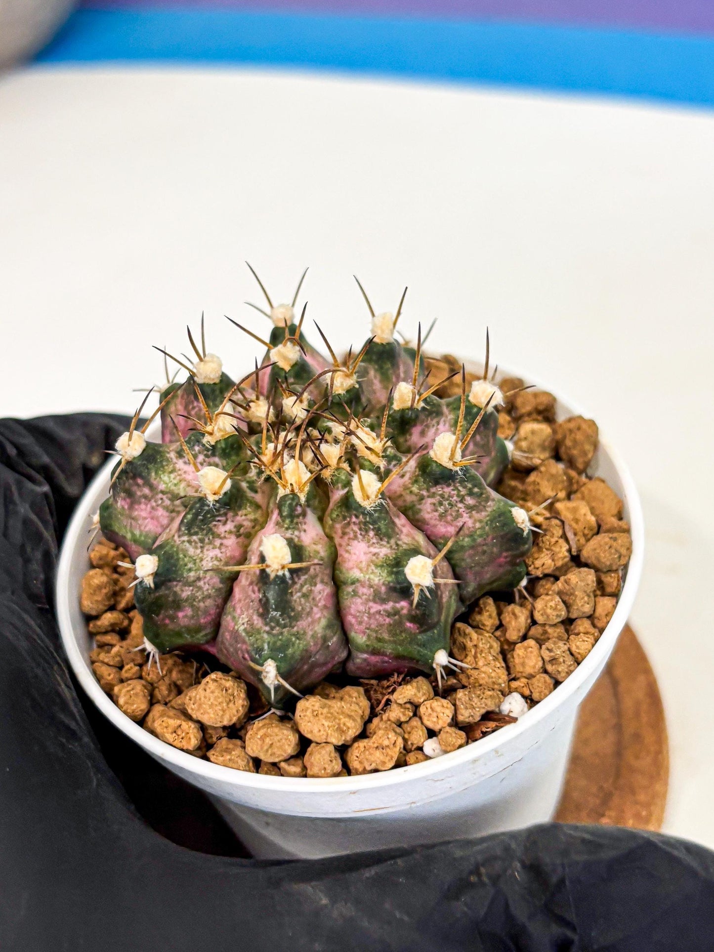 Gymnocalycium T-Rex (gy10) (b5) | Variegated Cactus