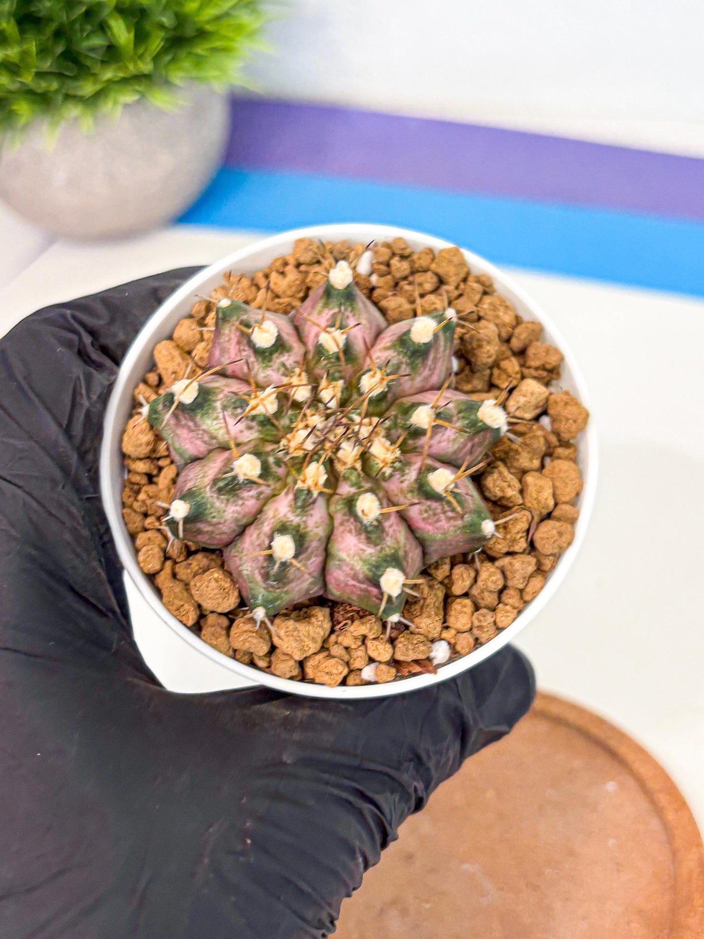 Gymnocalycium T-Rex (gy10) (b5) | Variegated Cactus