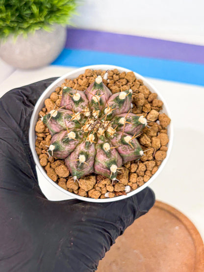 Gymnocalycium T-Rex (gy10) (b5) | Variegated Cactus