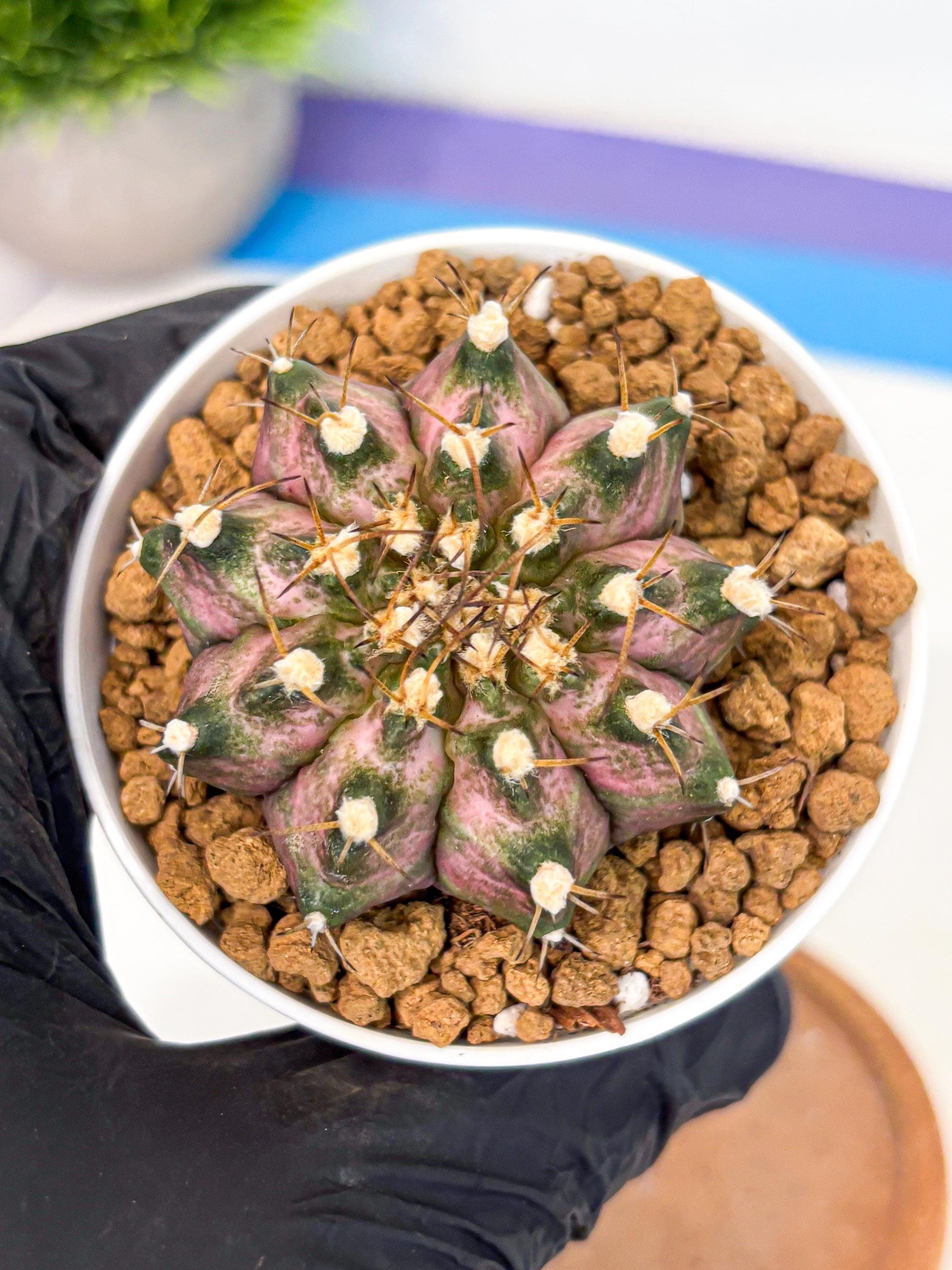 Gymnocalycium T-Rex (gy10) (b5) | Variegated Cactus