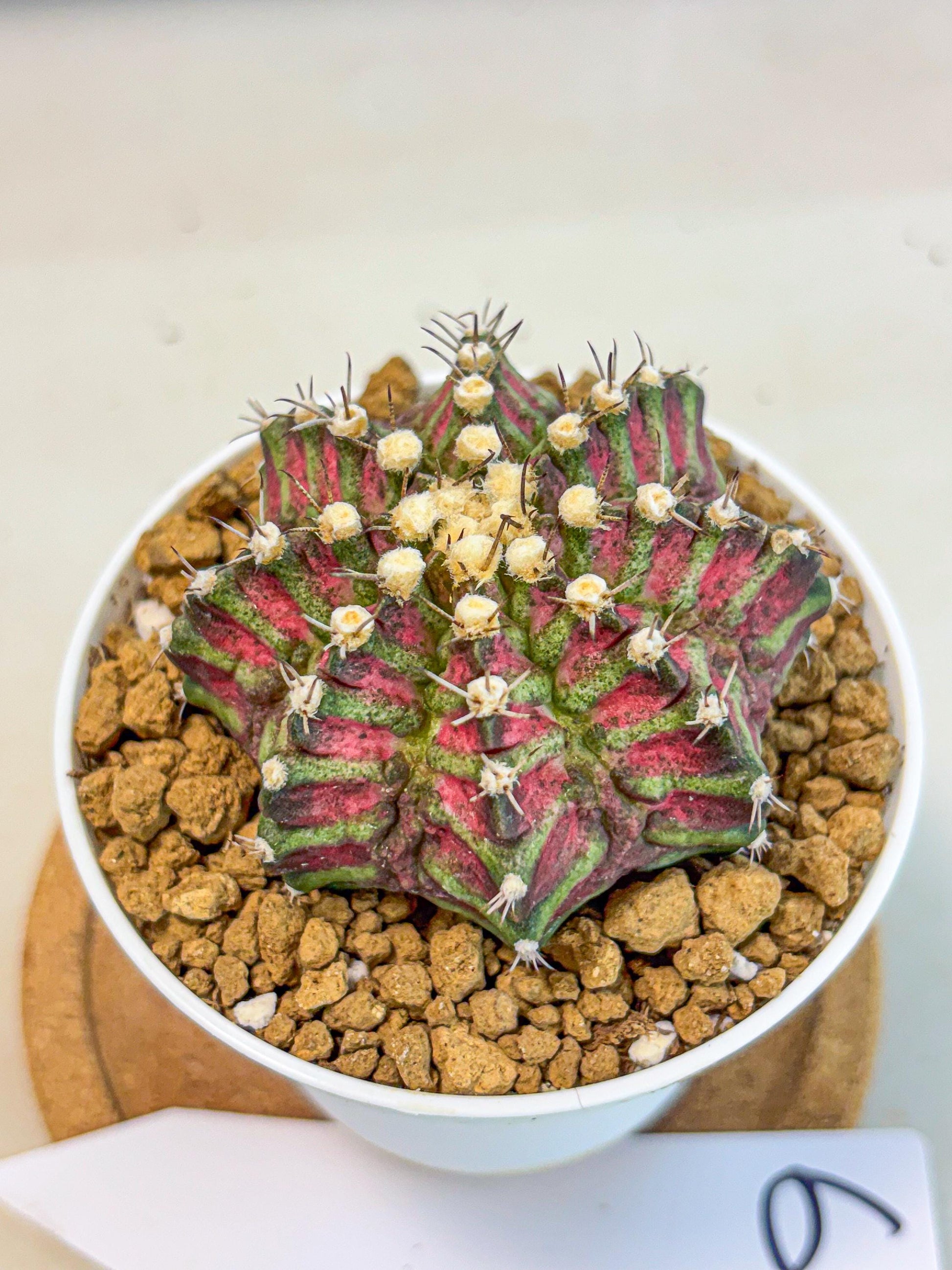 Gymnocalycium T-Rex (gy10) (b6) | Variegated Cactus