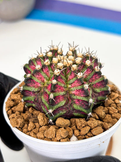 Gymnocalycium T-Rex (gy10) (b6) | Variegated Cactus