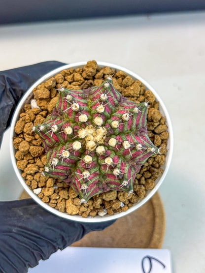 Gymnocalycium T-Rex (gy10) (b6) | Variegated Cactus