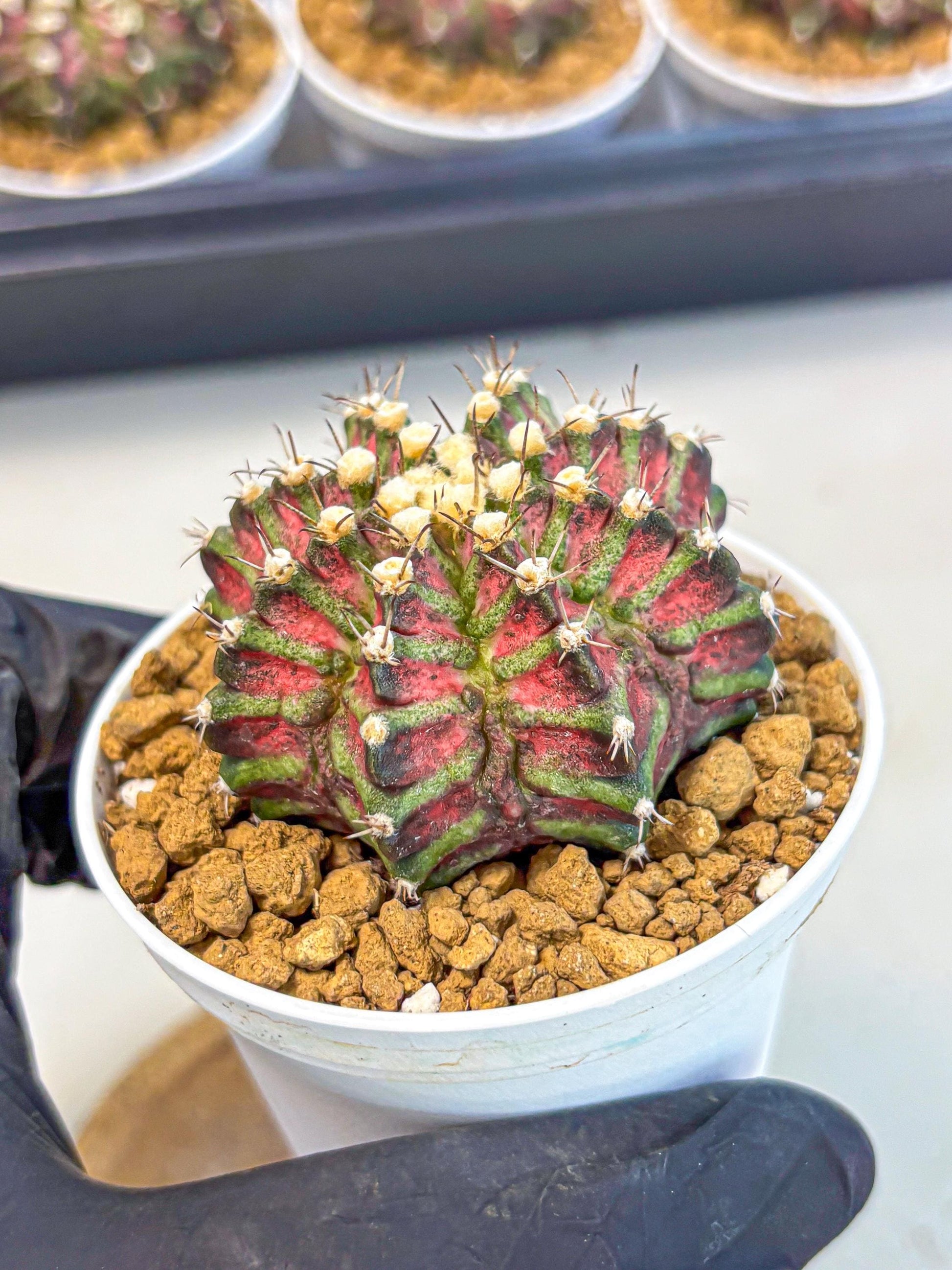 Gymnocalycium T-Rex (gy10) (b6) | Variegated Cactus