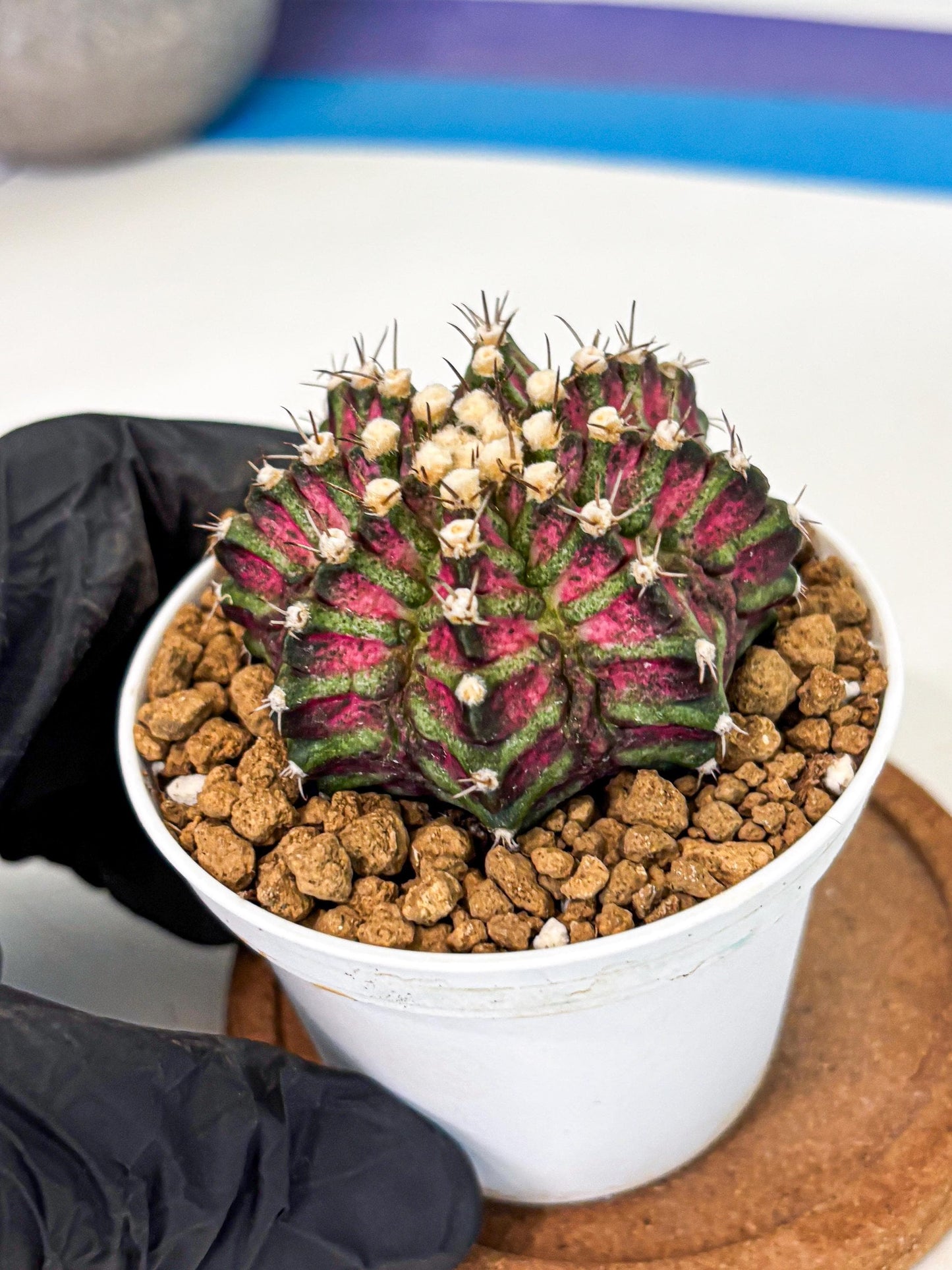 Gymnocalycium T-Rex (gy10) (b6) | Variegated Cactus