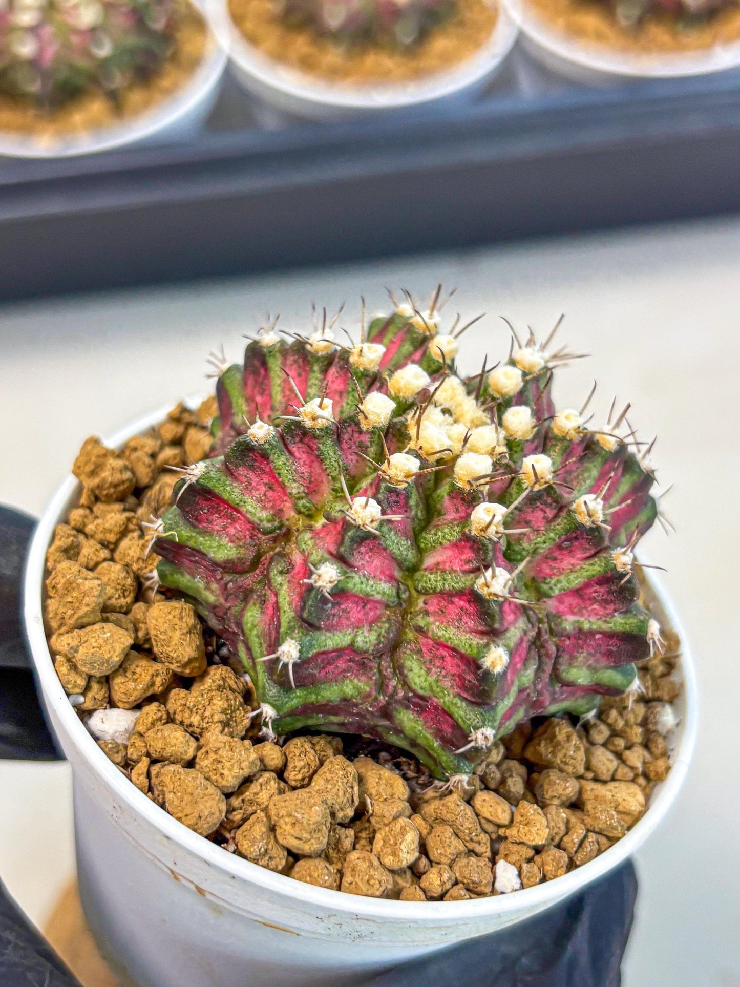Gymnocalycium T-Rex (gy10) (b6) | Variegated Cactus