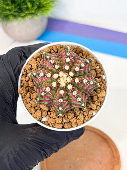 Gymnocalycium T-Rex (gy10) (b6) | Variegated Cactus