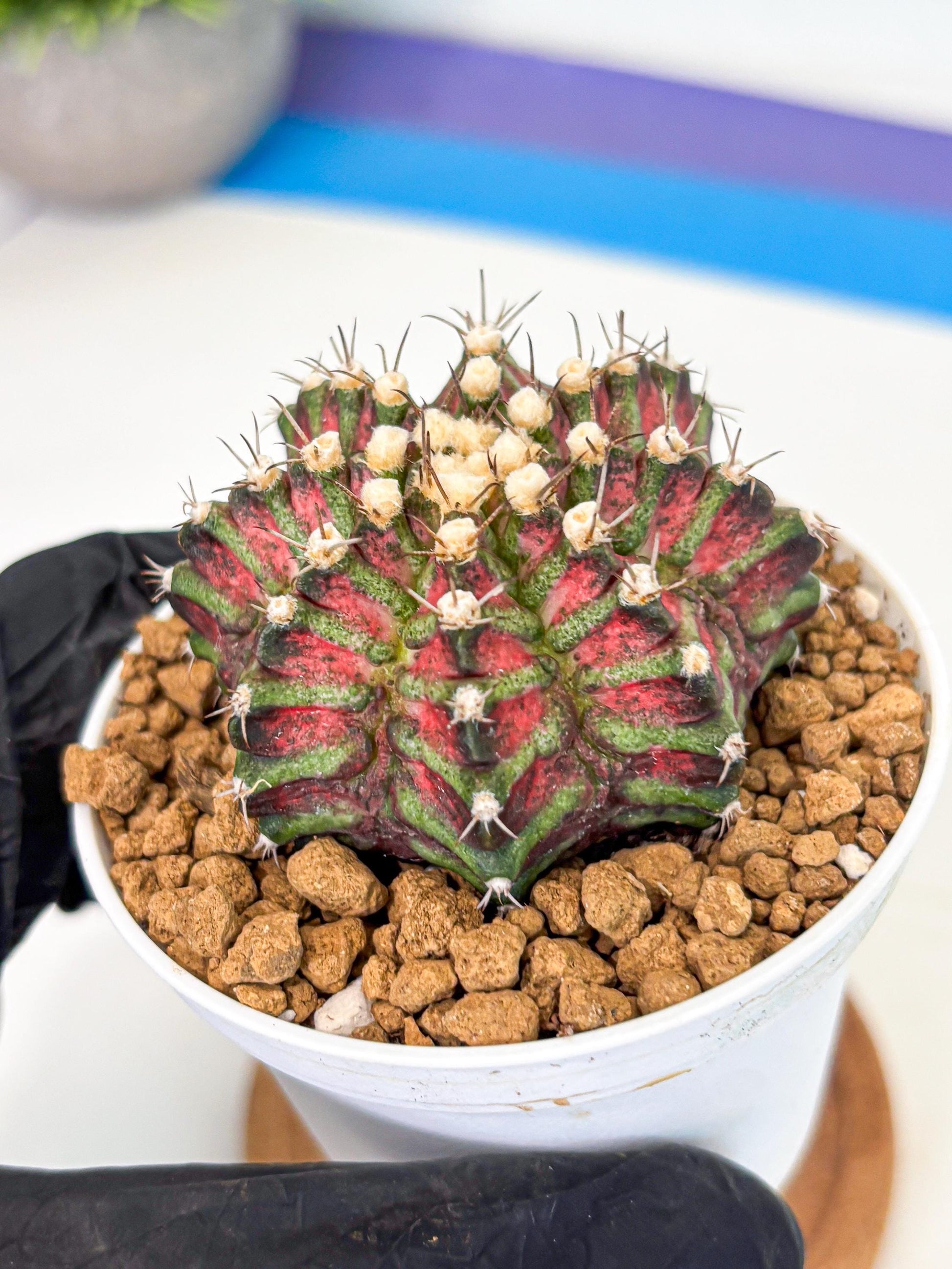 Gymnocalycium T-Rex (gy10) (b6) | Variegated Cactus