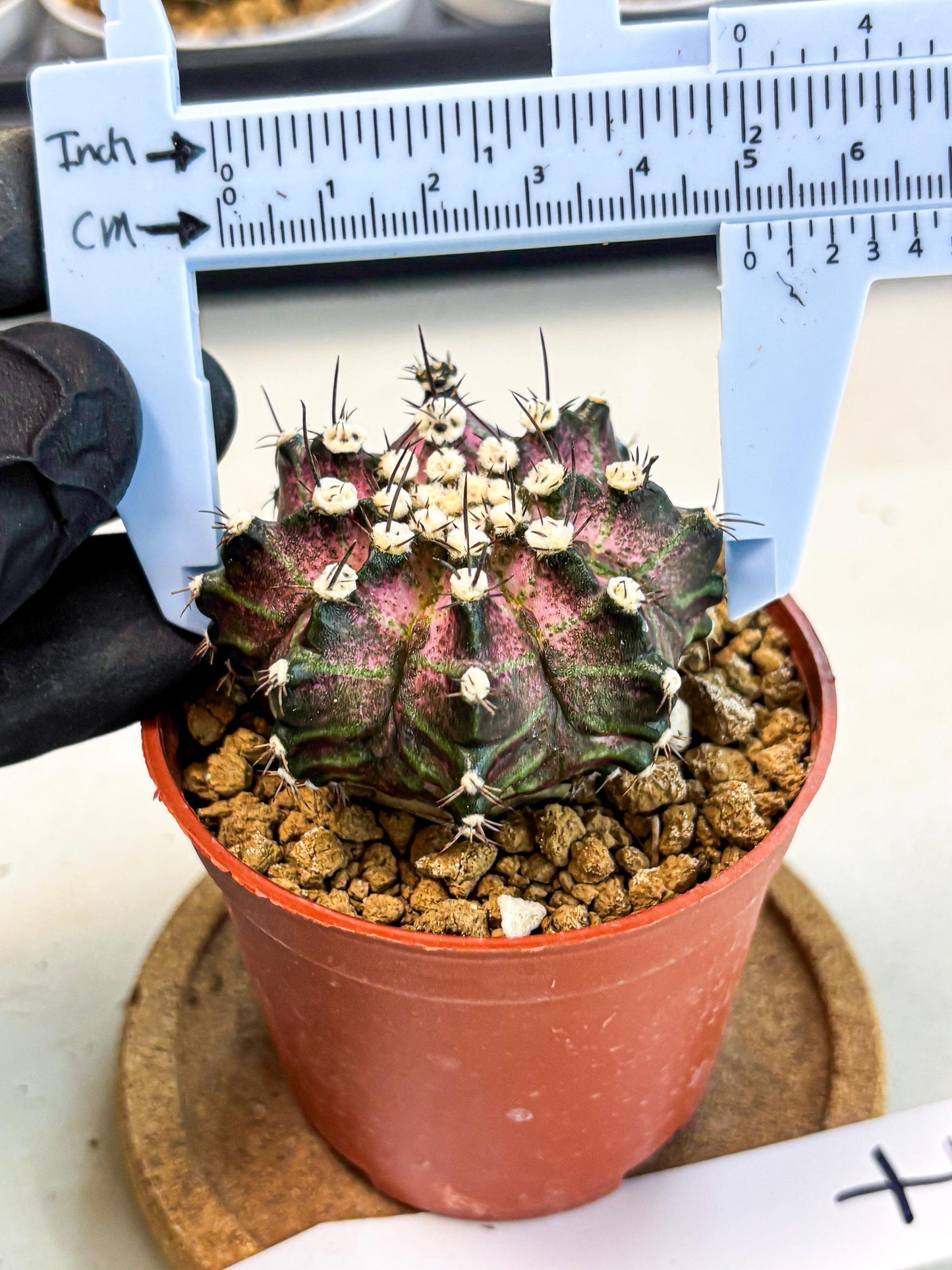 Gymnocalycium T-Rex (gy10) (b7) | Variegated Cactus