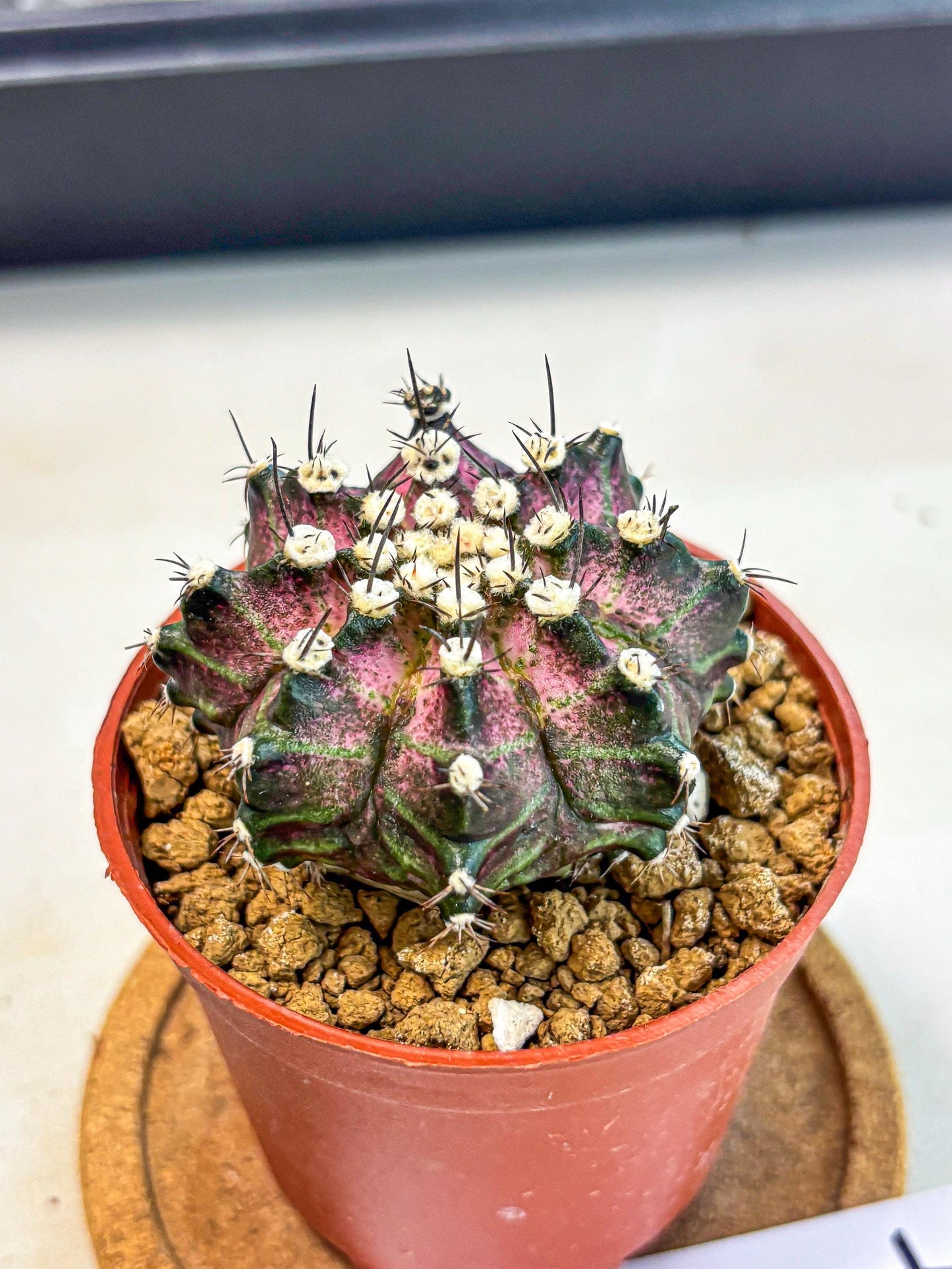 Gymnocalycium T-Rex (gy10) (b7) | Variegated Cactus