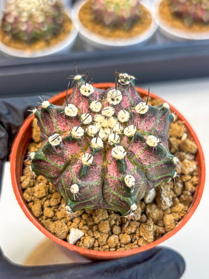 Gymnocalycium T-Rex (gy10) (b7) | Variegated Cactus