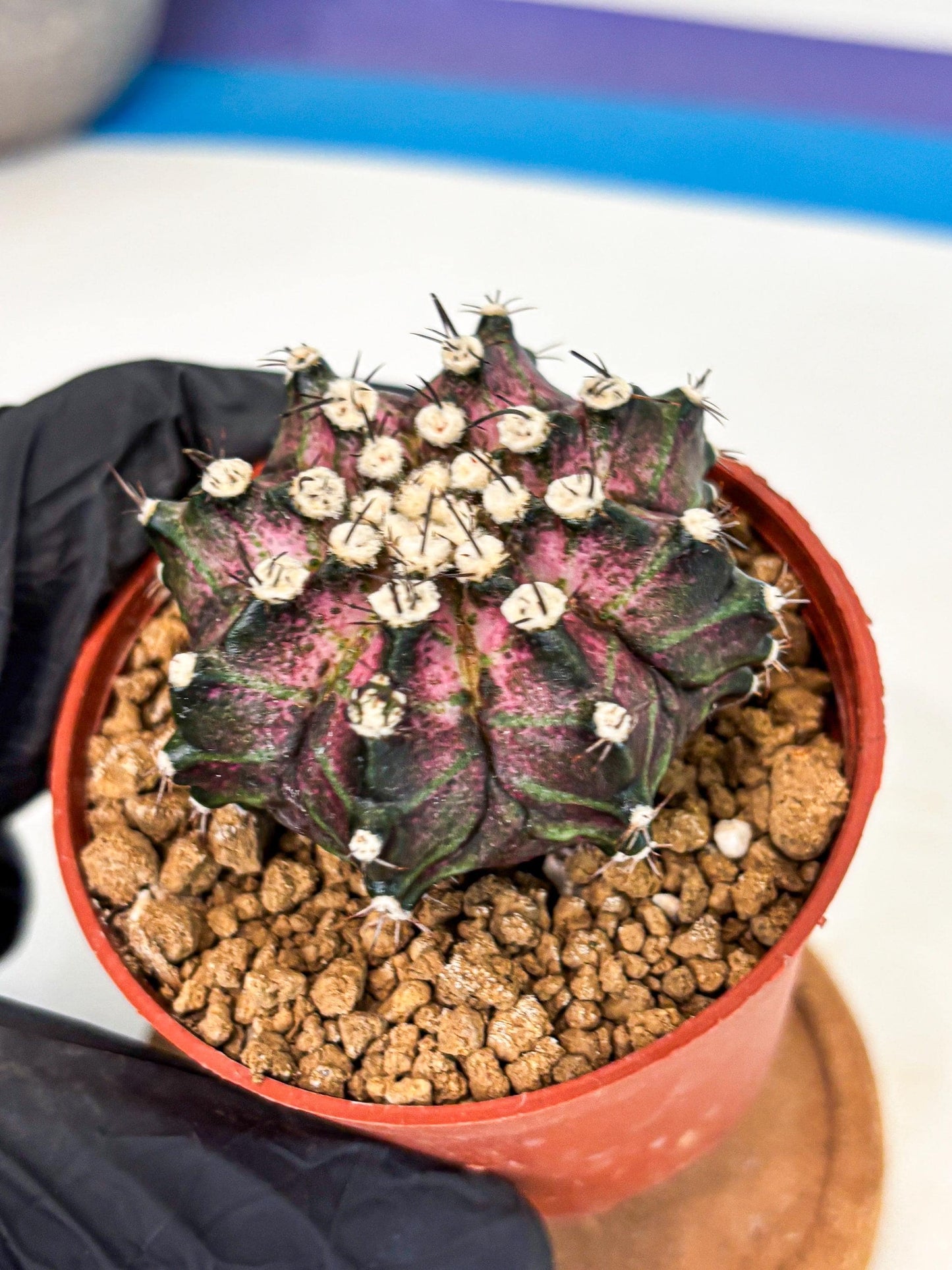 Gymnocalycium T-Rex (gy10) (b7) | Variegated Cactus