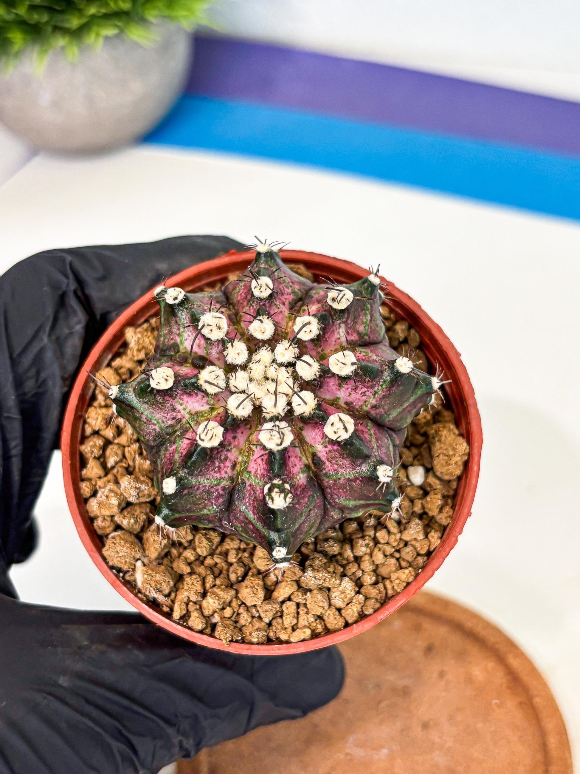 Gymnocalycium T-Rex (gy10) (b7) | Variegated Cactus