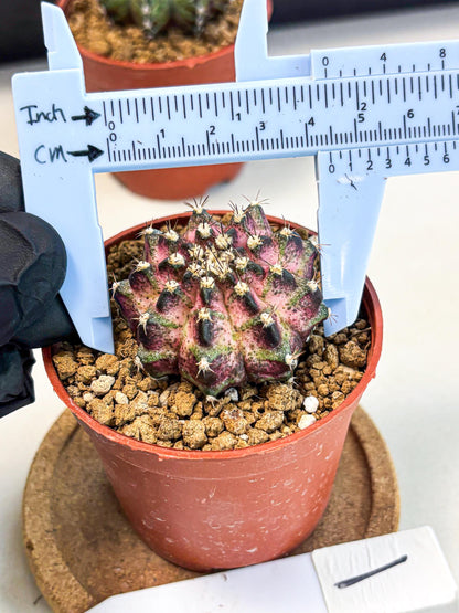 Gymnocalycium T-Rex (gy11) (p1) | Variegated Cactus