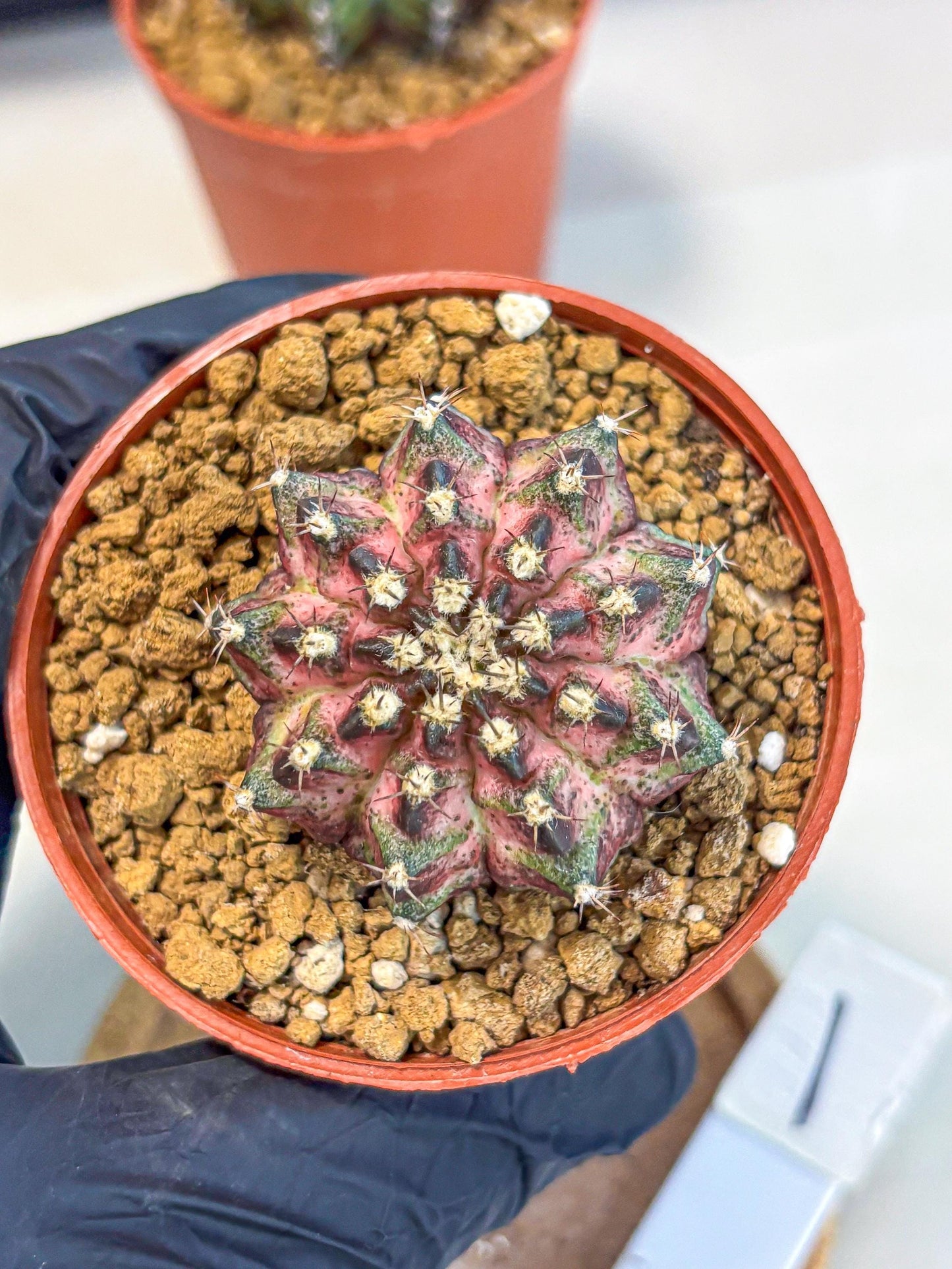 Gymnocalycium T-Rex (gy11) (p1) | Variegated Cactus
